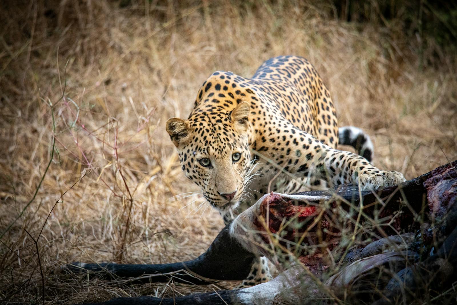 Leopardo in habitat naturale