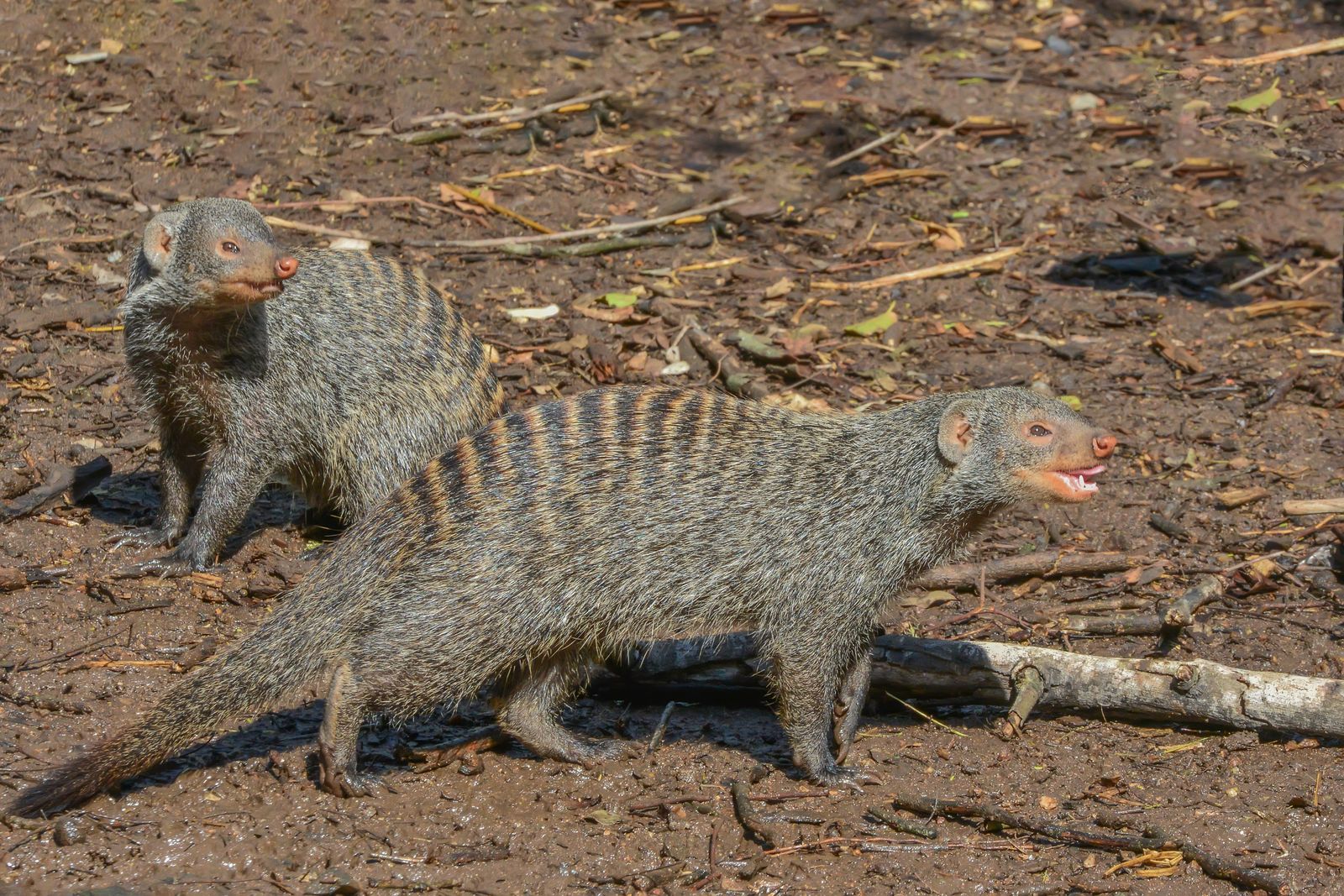 Mangusta striata in piedi sulla savana africana