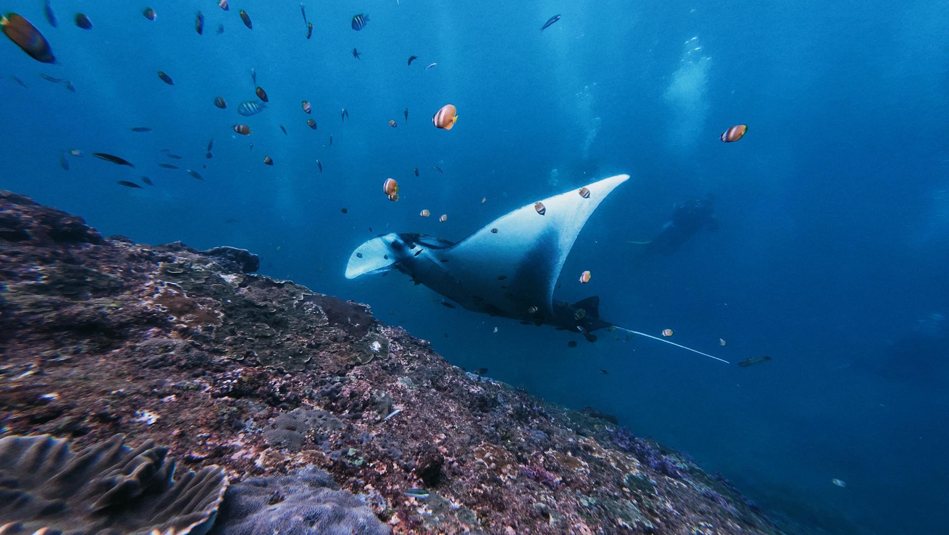 Manta gigante che nuota in mare aperto con pesci colorati