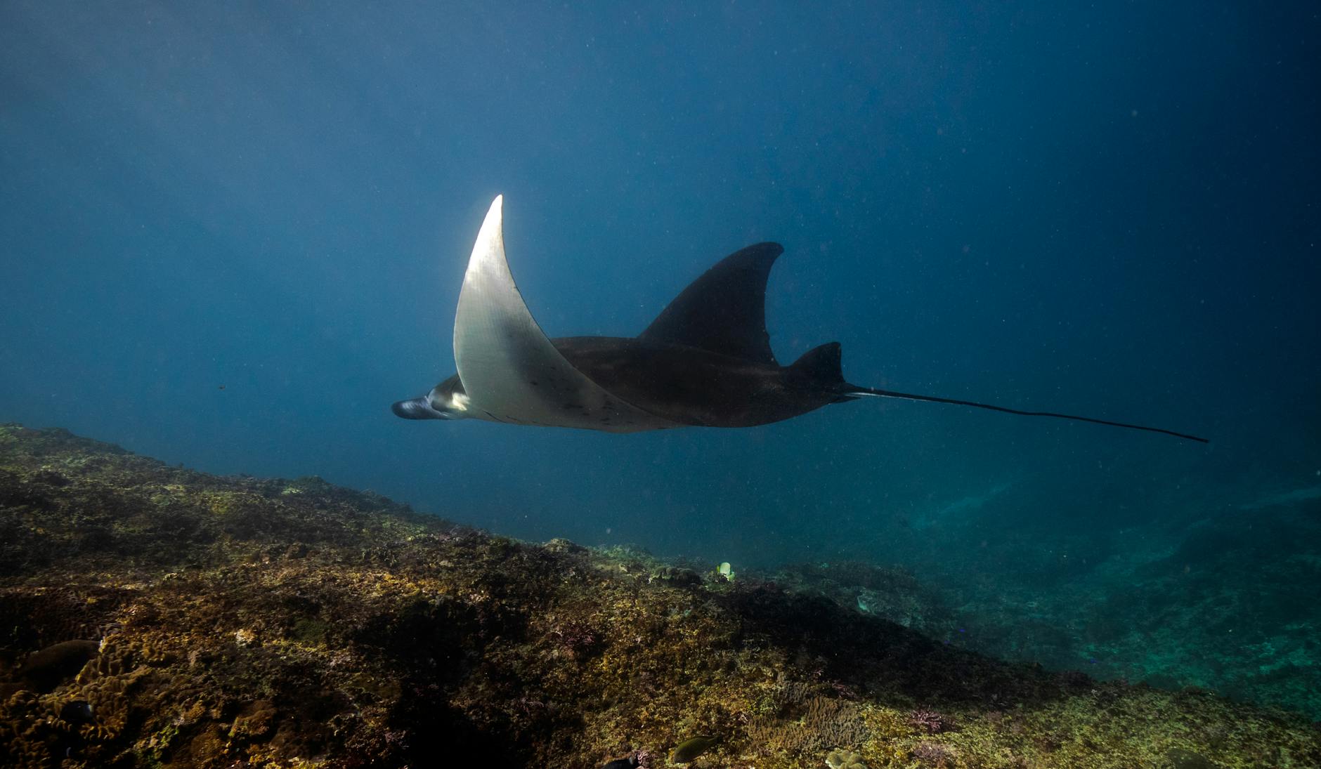Manta che plana nelle acque azzurre del Mediterraneo