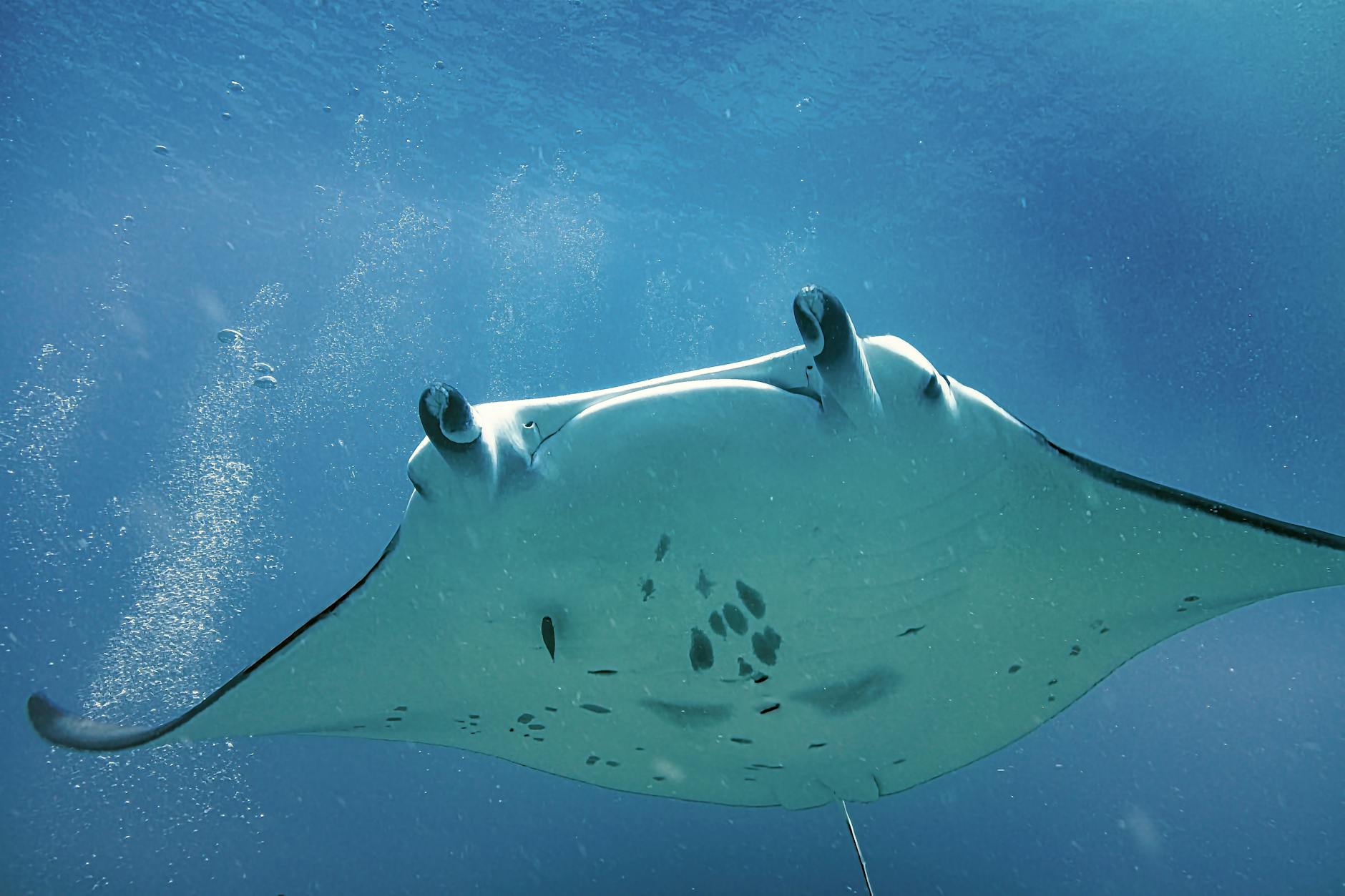 Manta vista dall'alto in acque cristalline