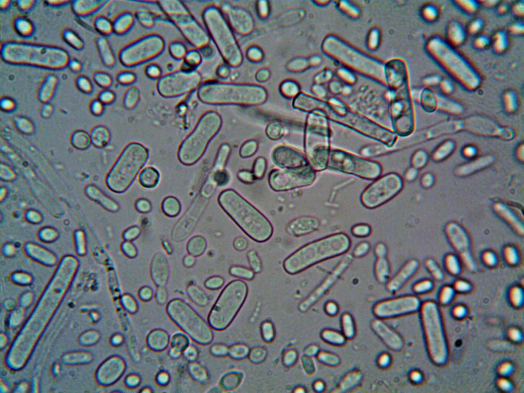 Batteri al microscopio, parte del microbioma intestinale