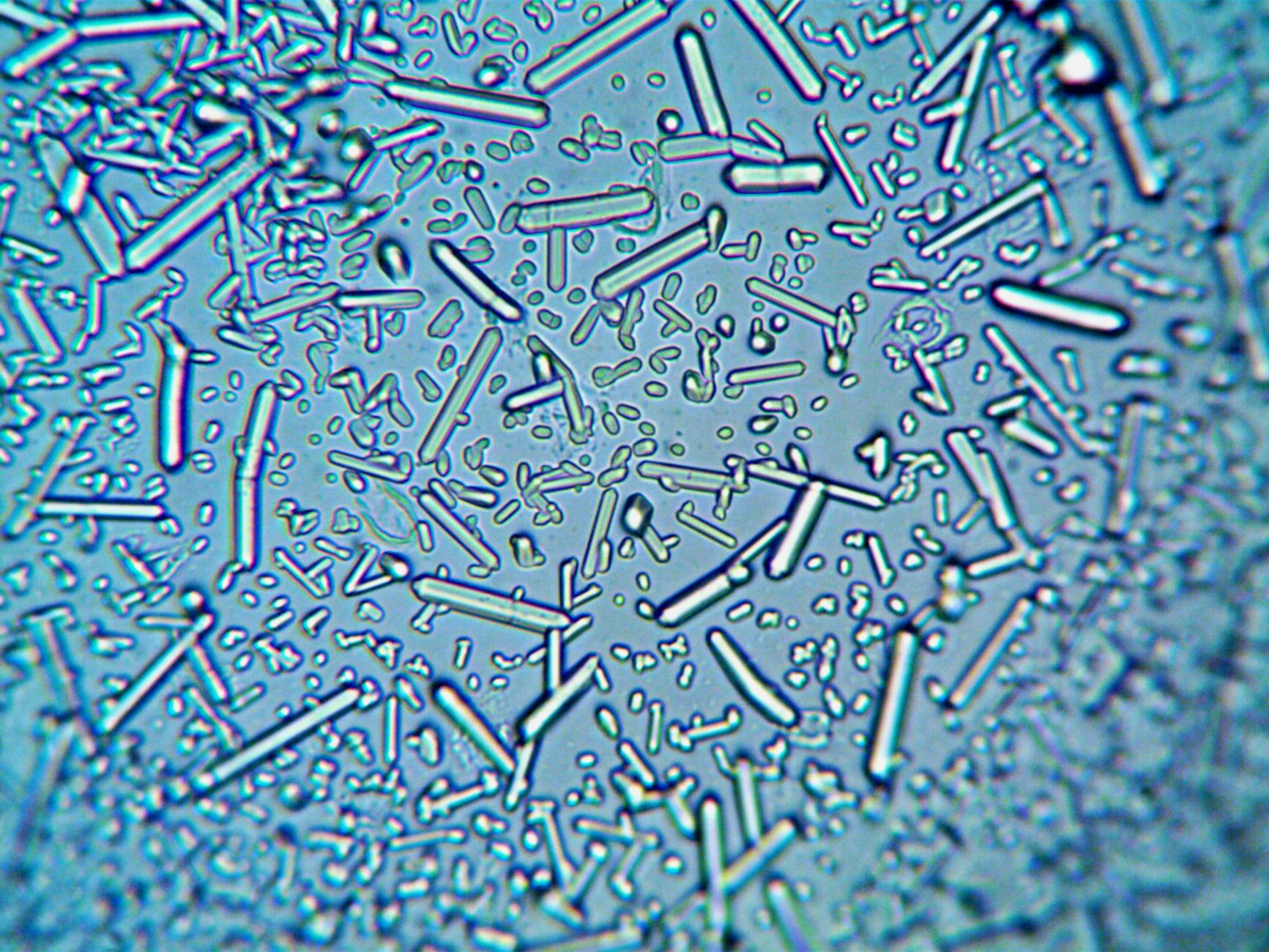 Laboratorio di microbiologia che studia il microbioma