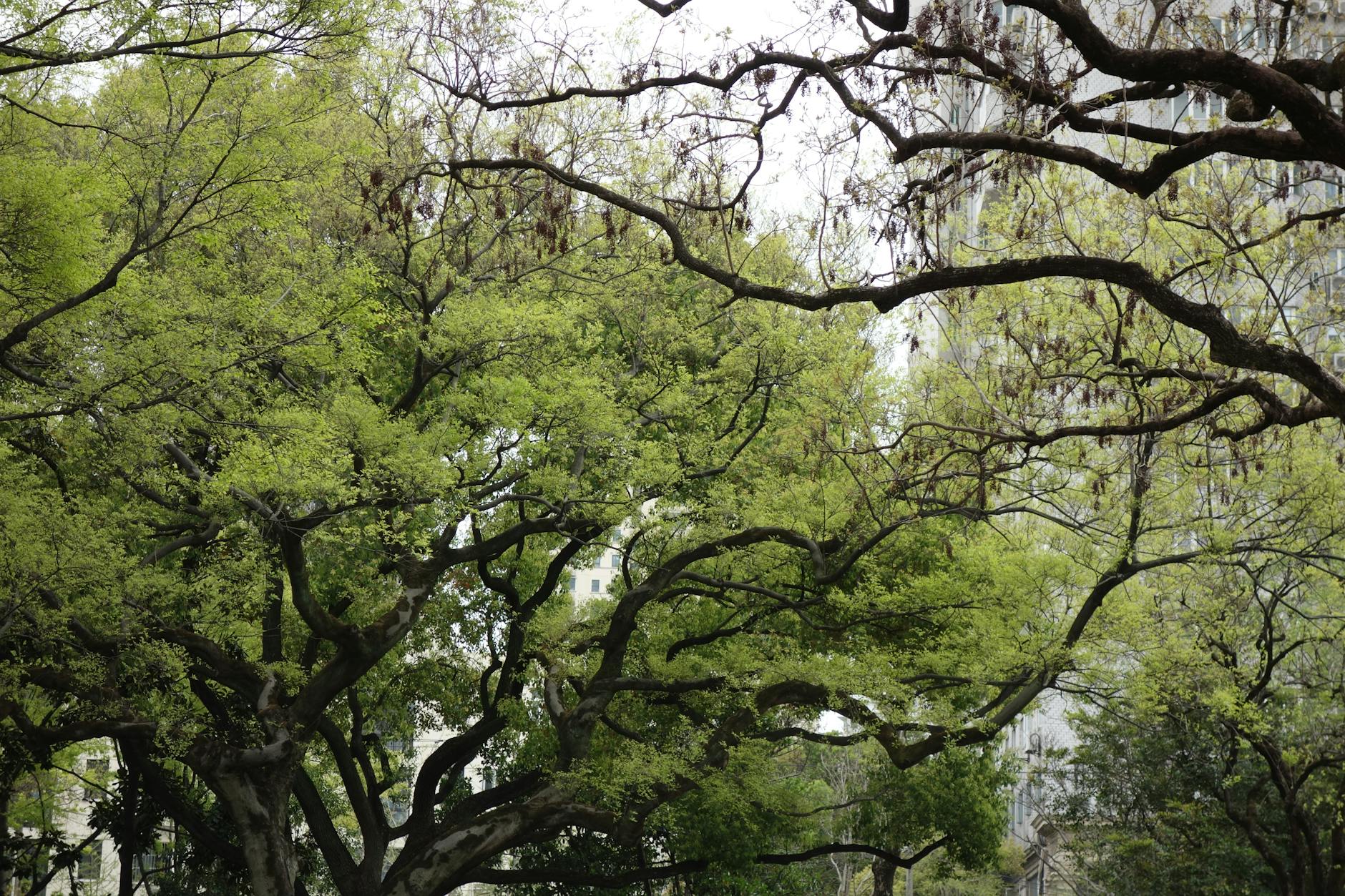 Verde urbano e chiome di alberi tra le strade della città