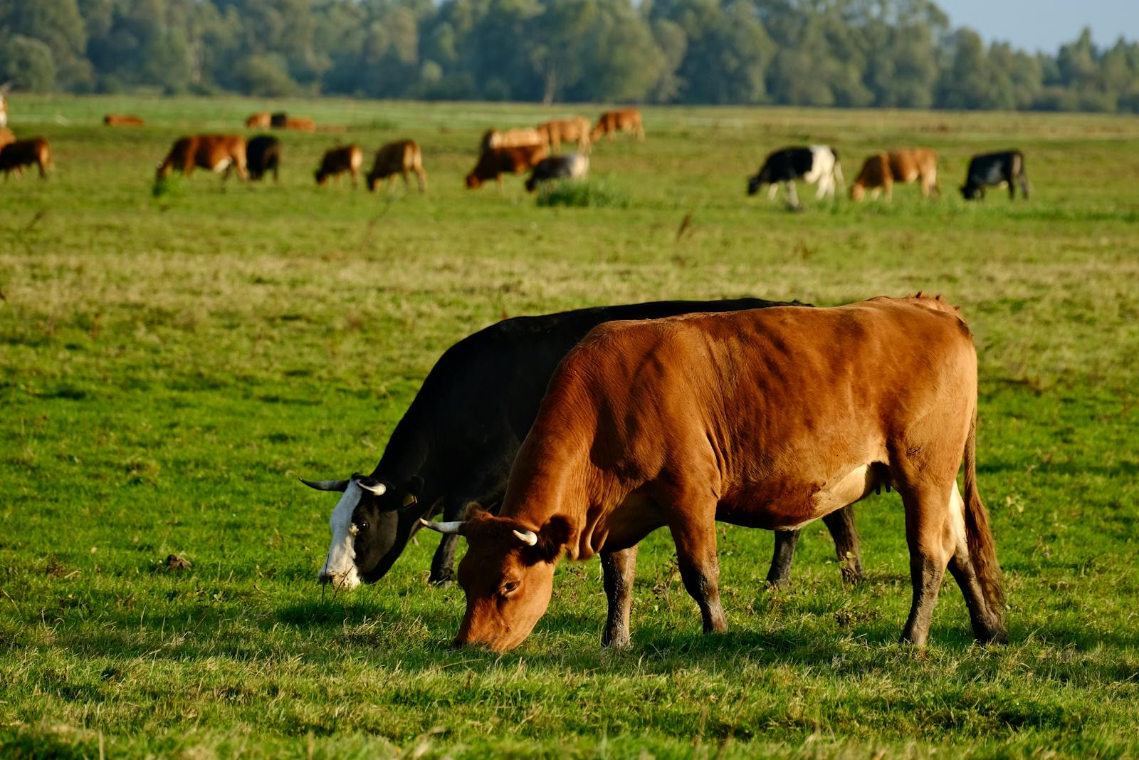 Mucche al pascolo in un campo verde, esempio di mandria sociale