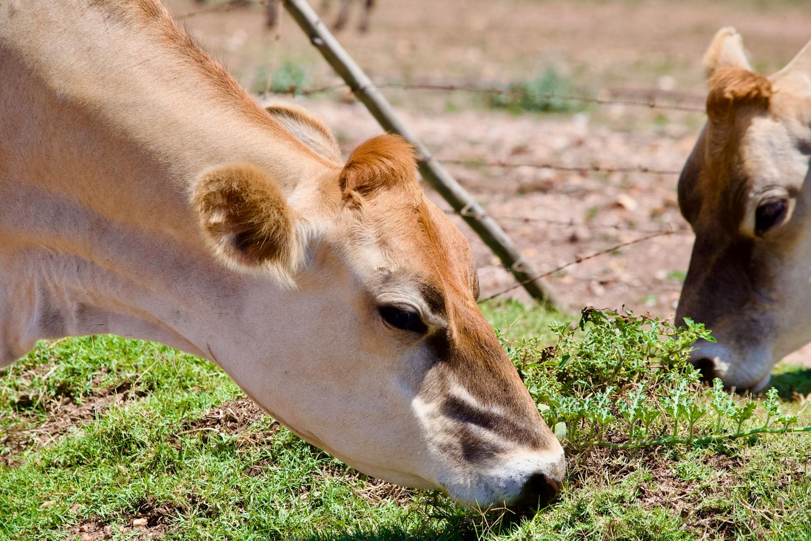 Primo piano di una mucca al pascolo