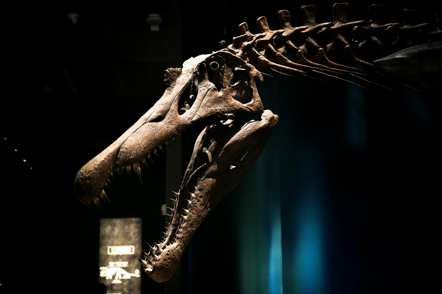 Sito di scavo paleontologico in una regione tropicale