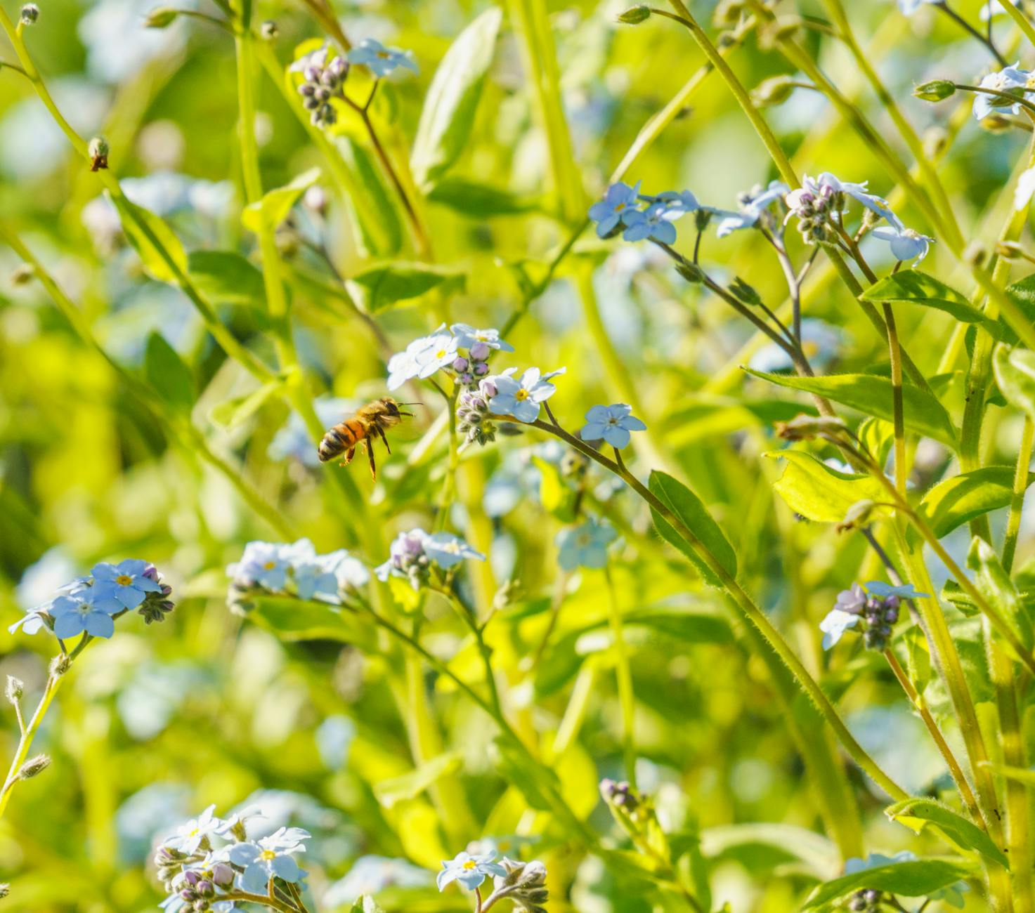 Ape su fiori di prato selvatico in primavera