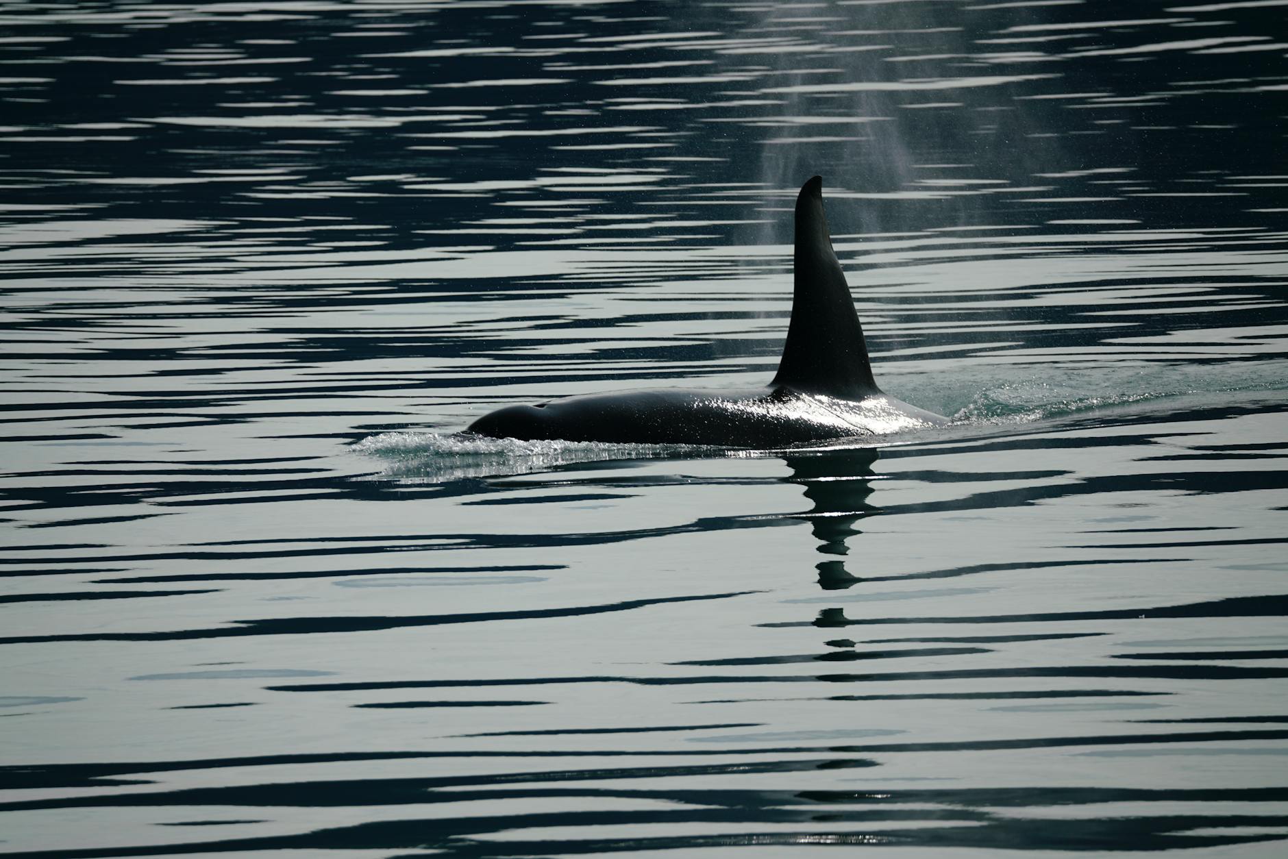Orca femmina anziana che nuota in superficie nel Pacifico
