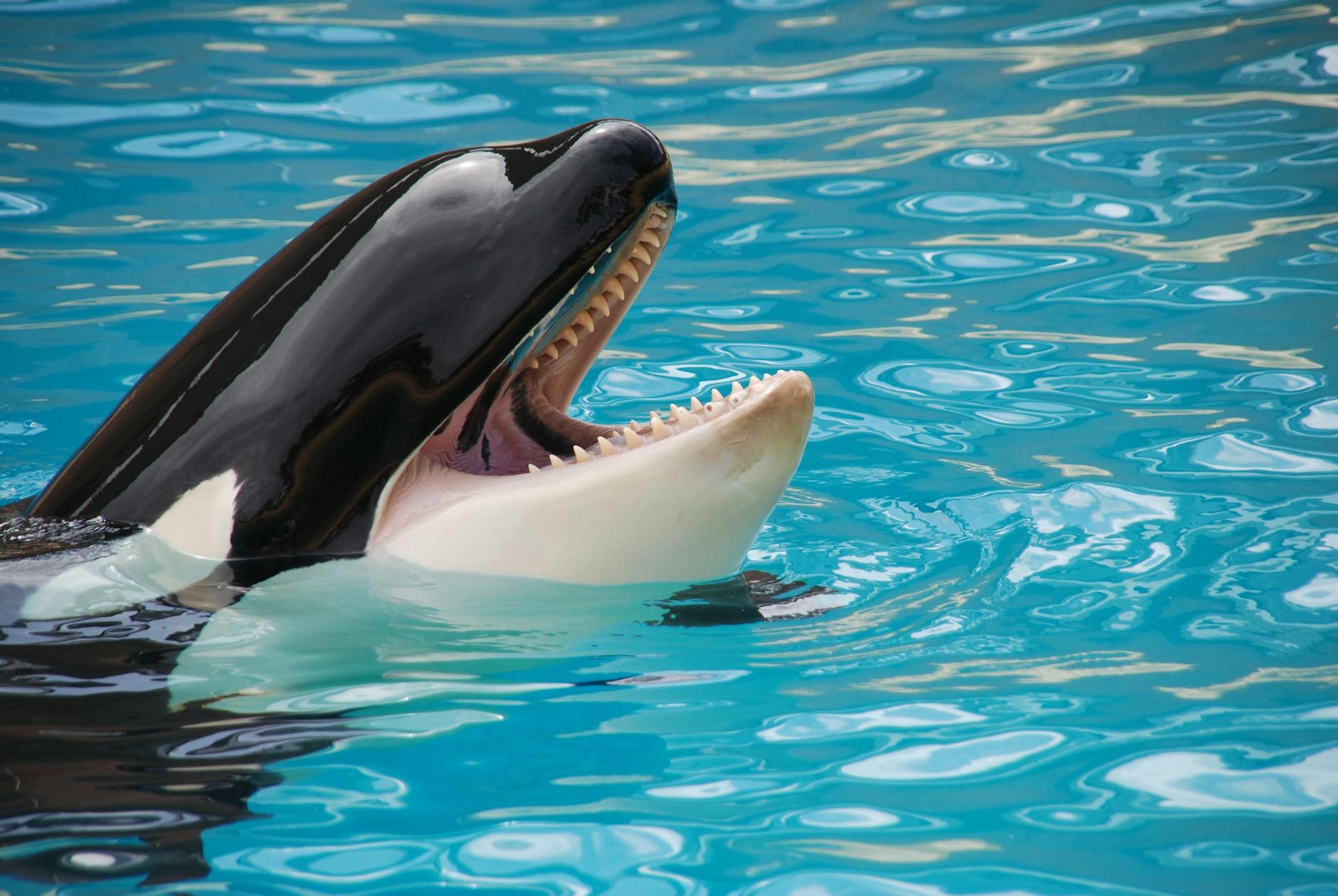 Pinna dorsale di un'orca matriarca che emerge dal mare