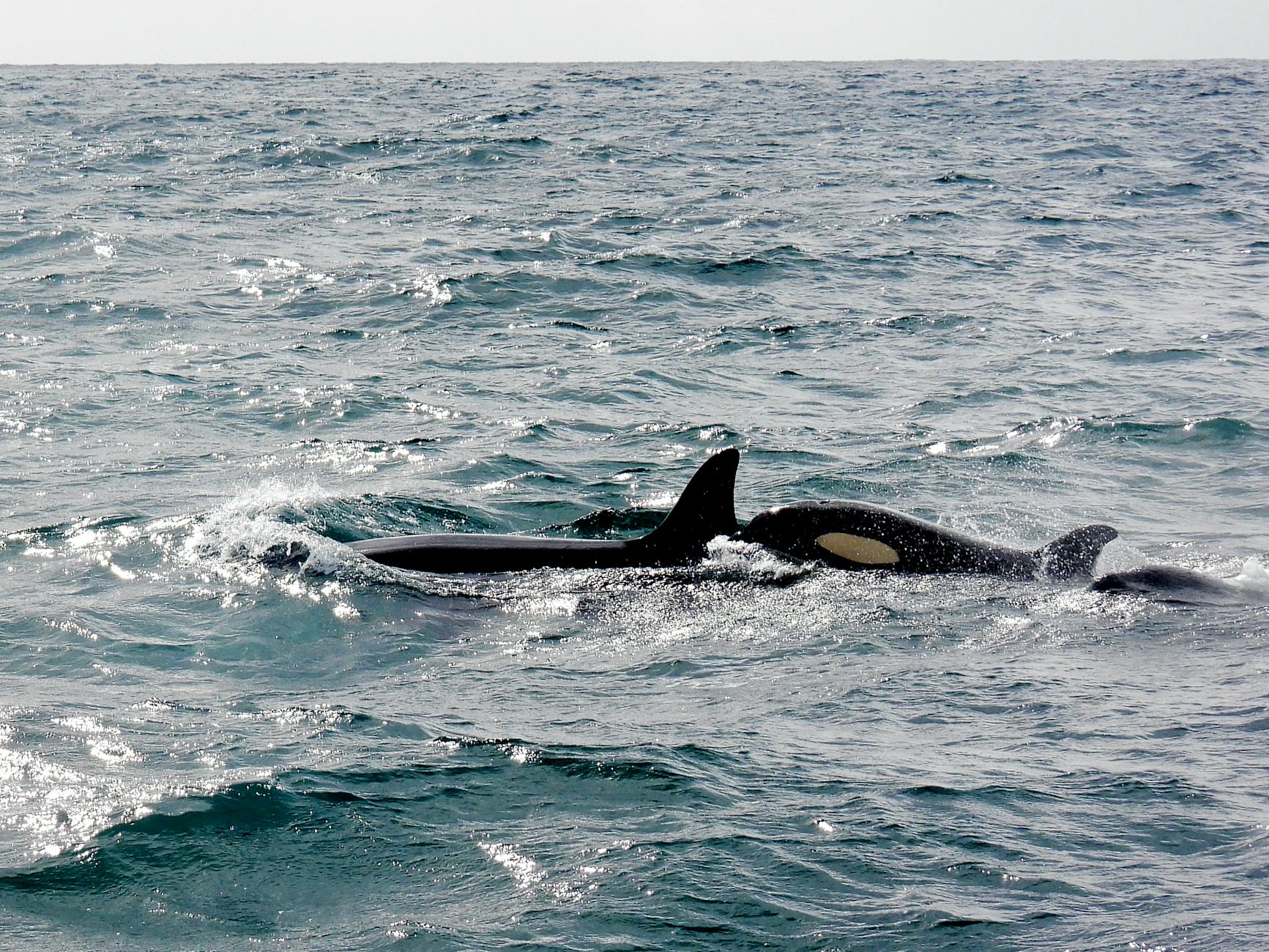 Orca con pinna dorsale al tramonto sull'oceano