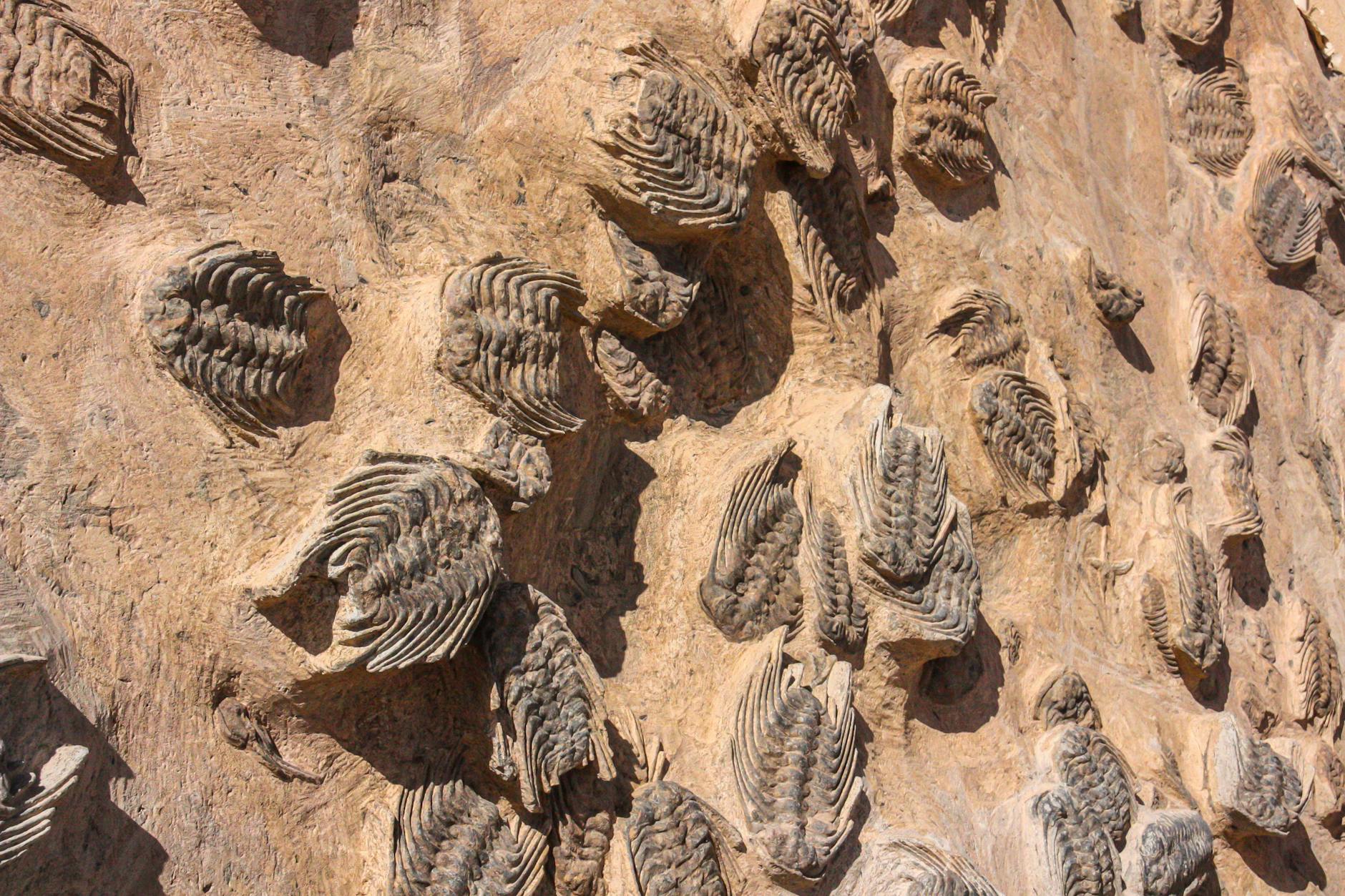 Fossile conservato che mostra resti di un antico animale
