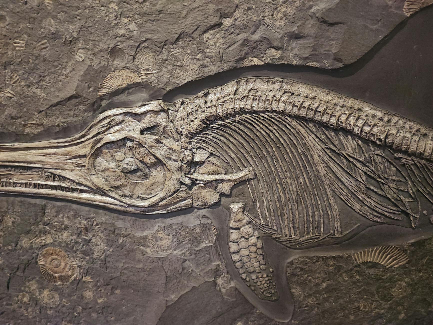Scheletro fossile esposto in un museo di scienze naturali