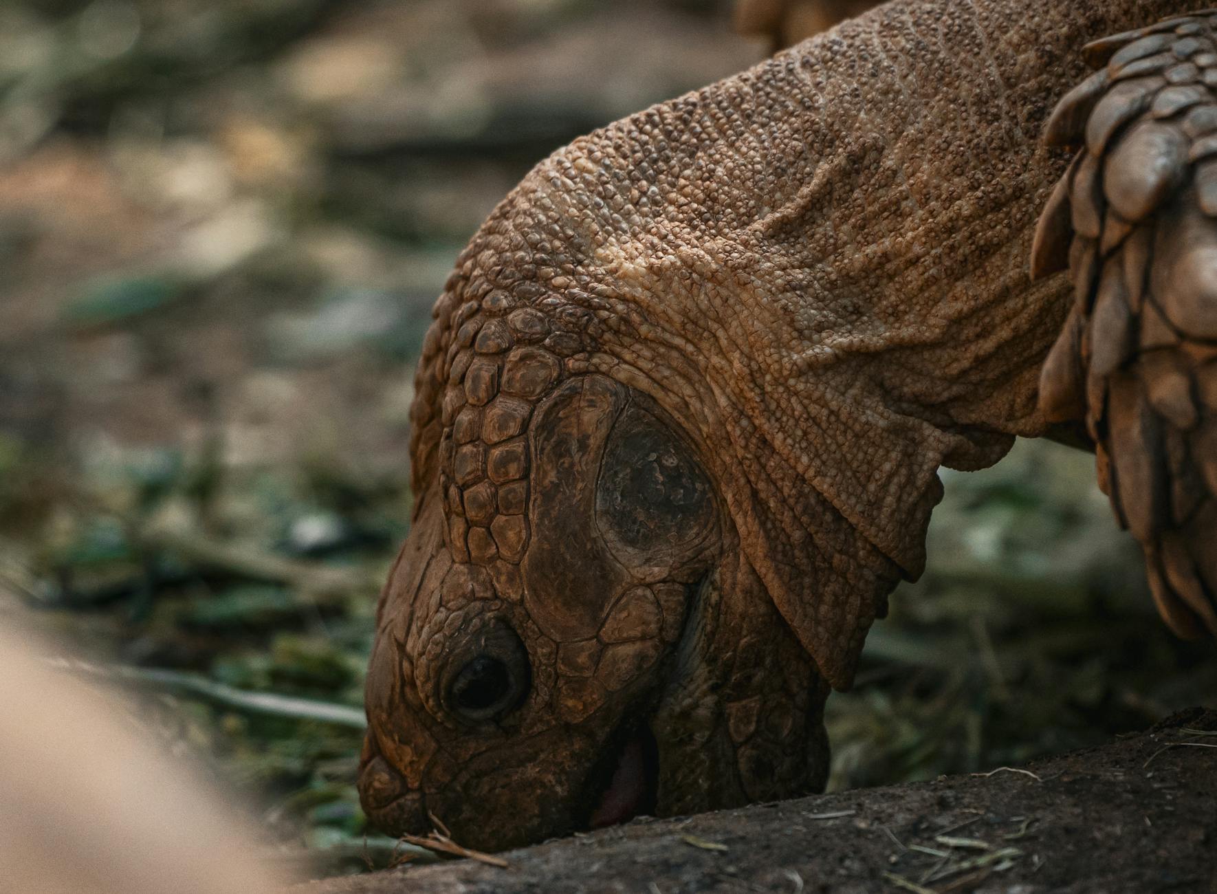 Pangolino con il corpo ricoperto di squame in un ambiente naturale