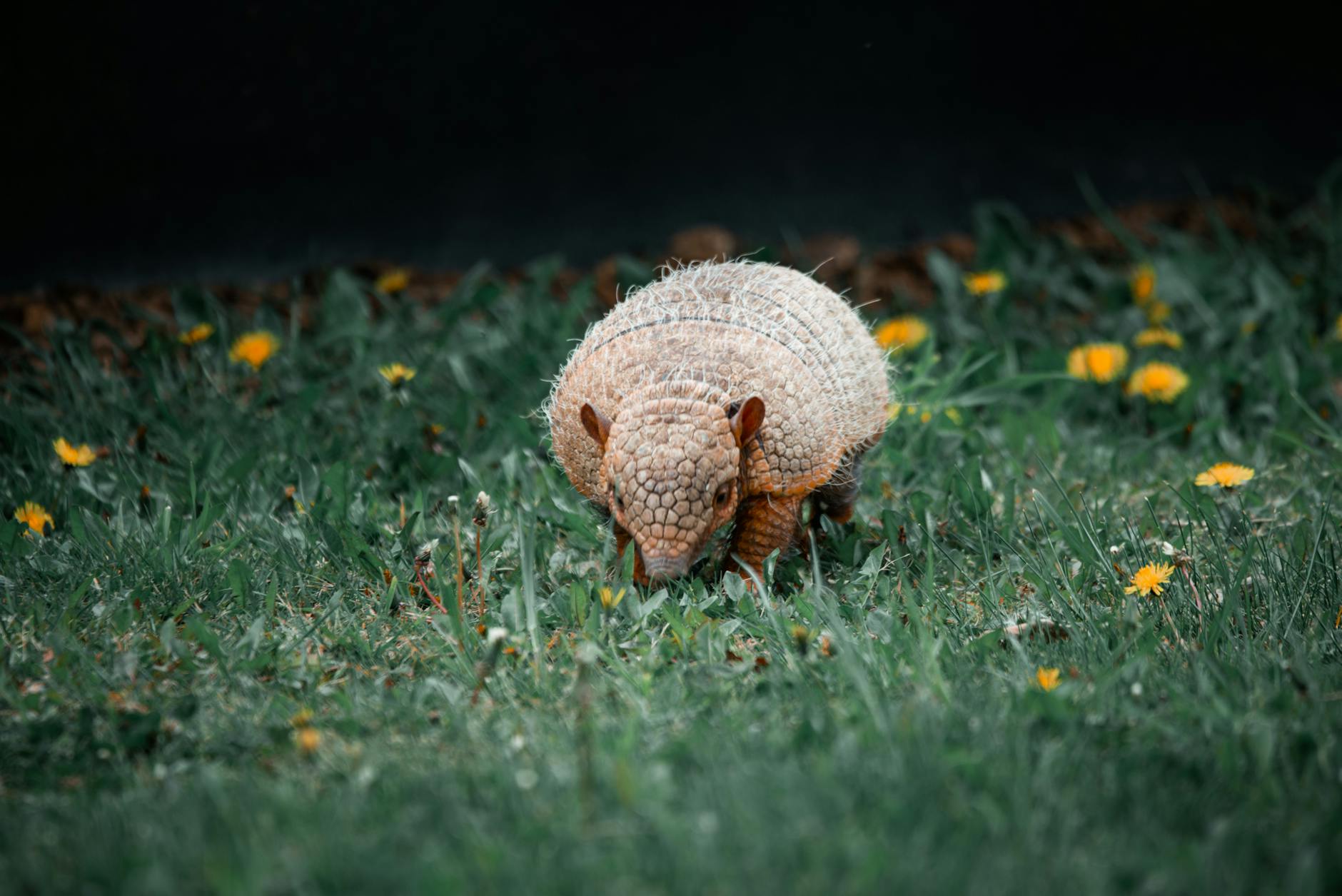 Primo piano delle squame di cheratina sovrapposte di un pangolino