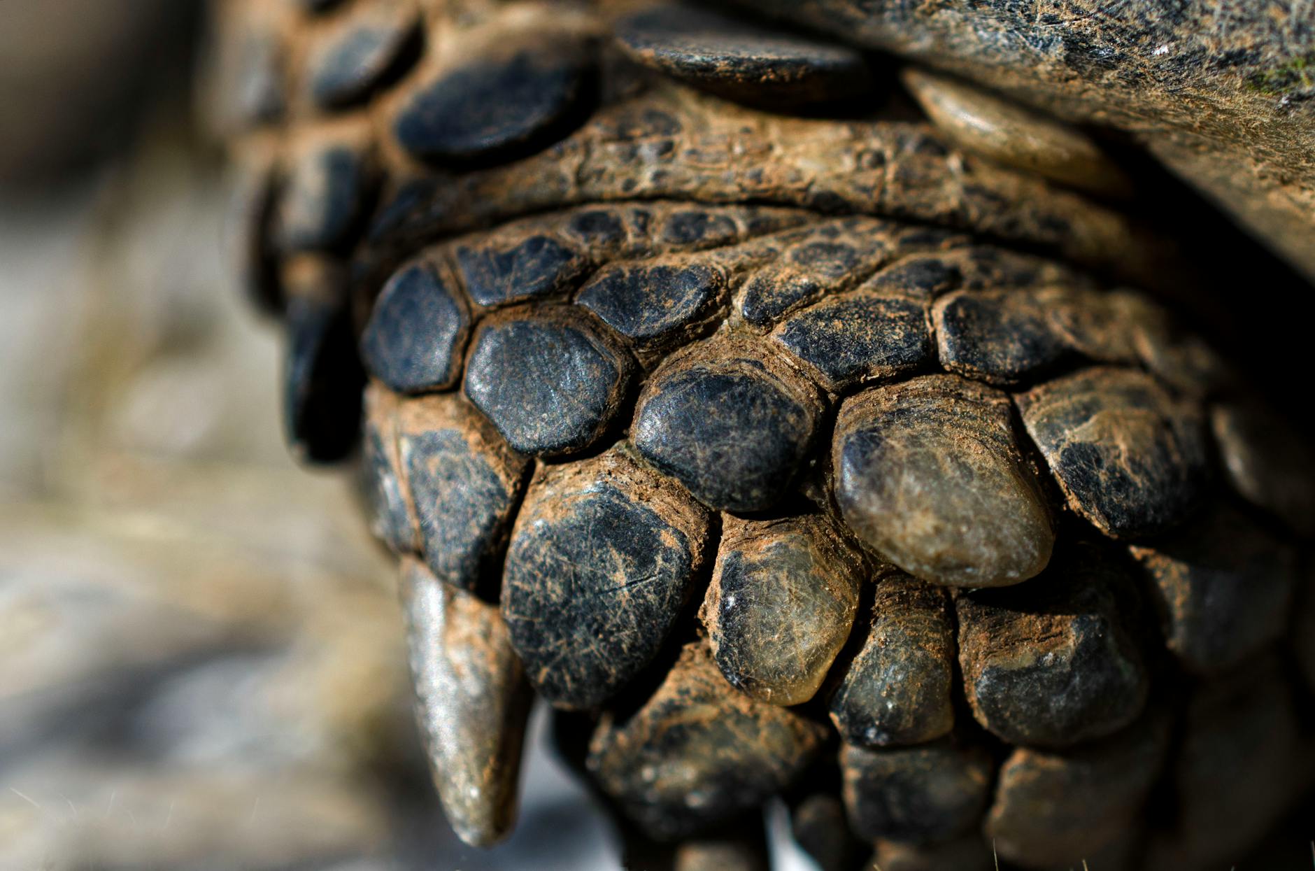 Pangolino arrotolato a palla come difesa contro i predatori