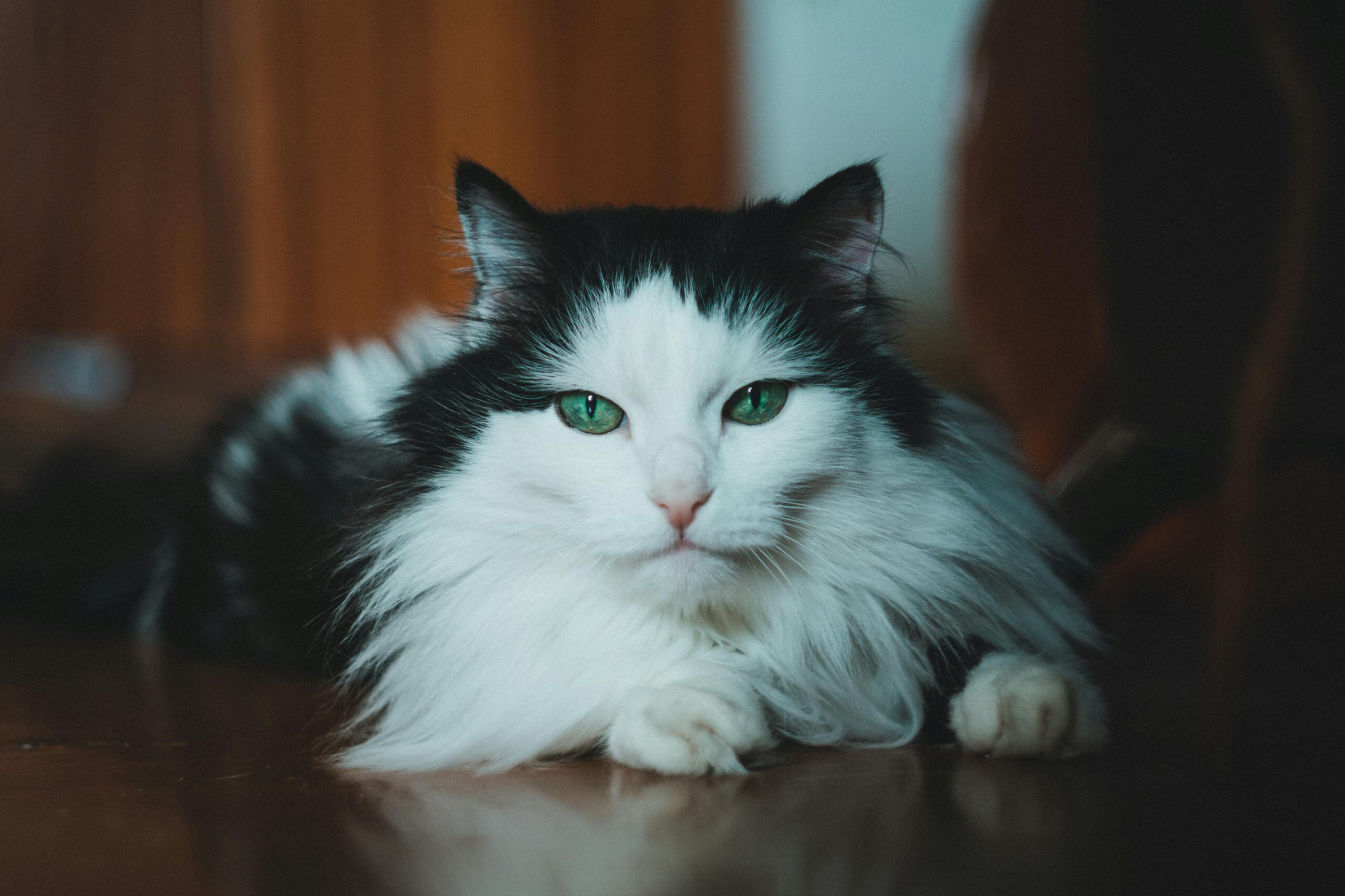Gatto domestico con pelo gonfio in posizione di allerta
