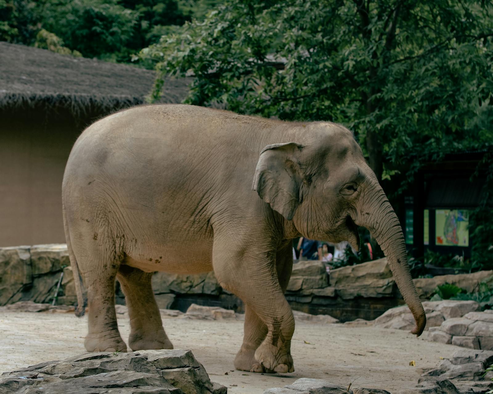 Elefante africano nella savana