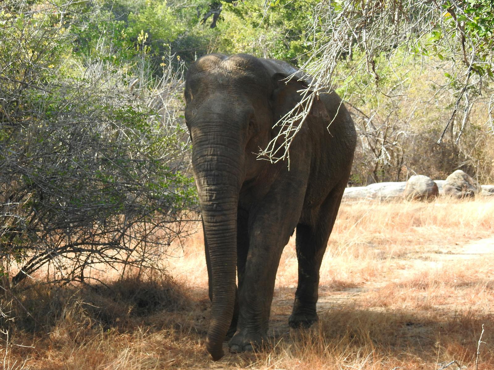 Elefante con la sua proboscide