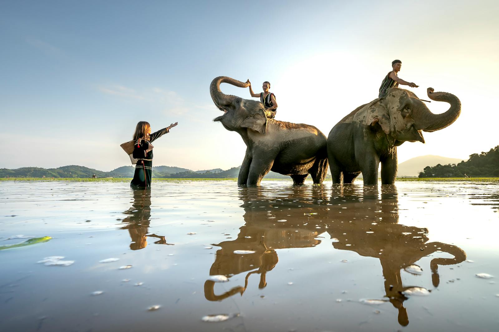 Elefante che attraversa un sentiero