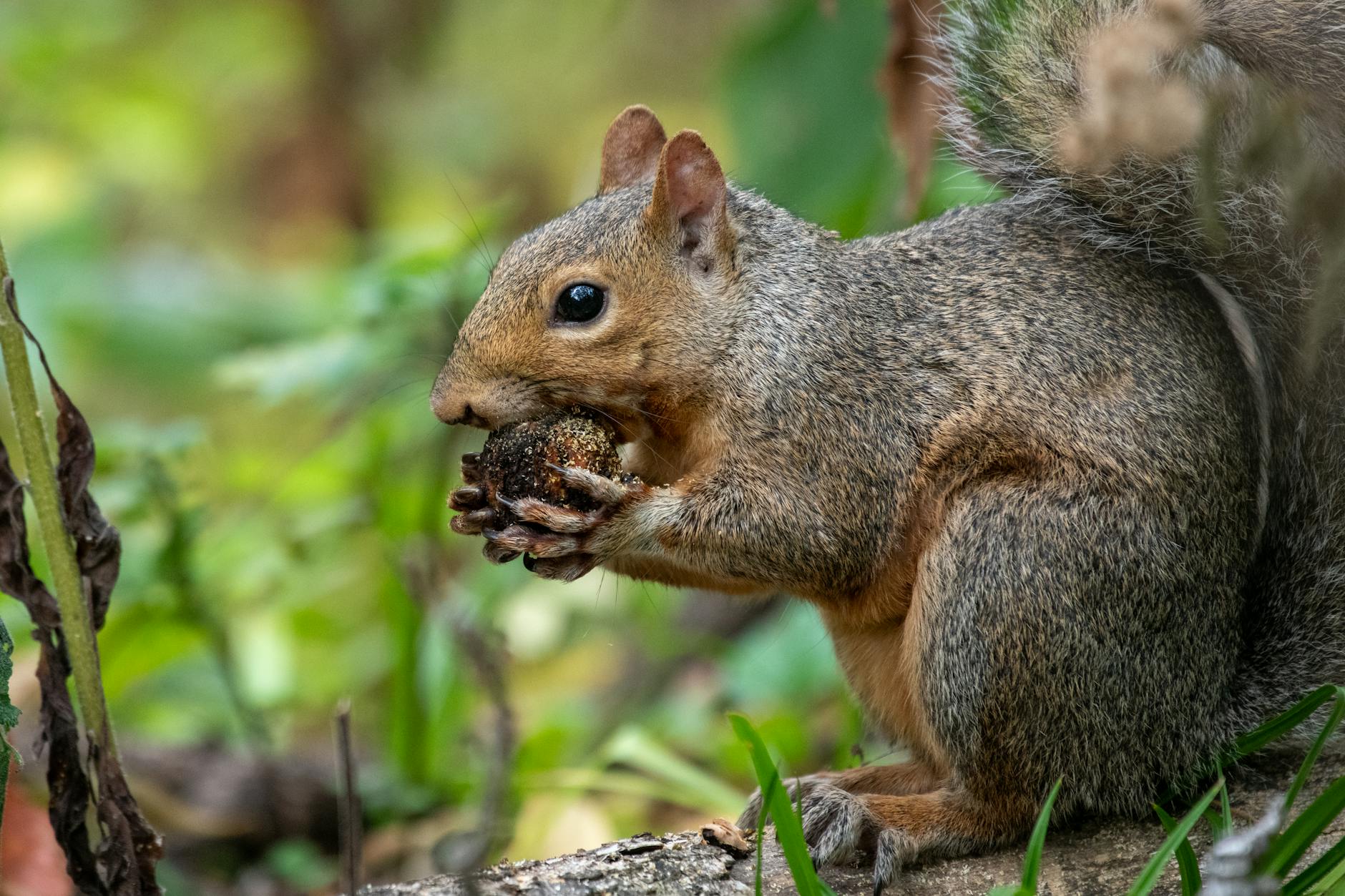 Ghianda di quercia che germoglia dal terreno