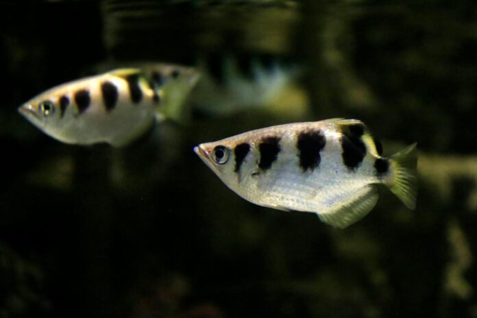 Pesce arciere a pelo dell'acqua