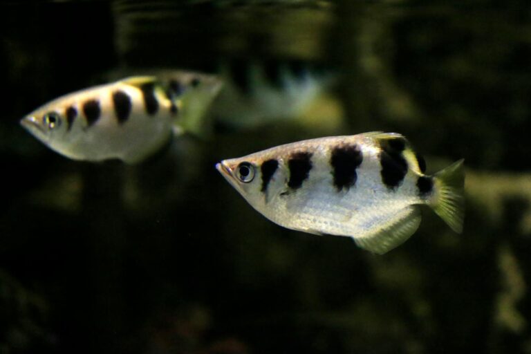 Il pesce arciere: il cecchino dell’acqua che spara getti per cacciare insetti