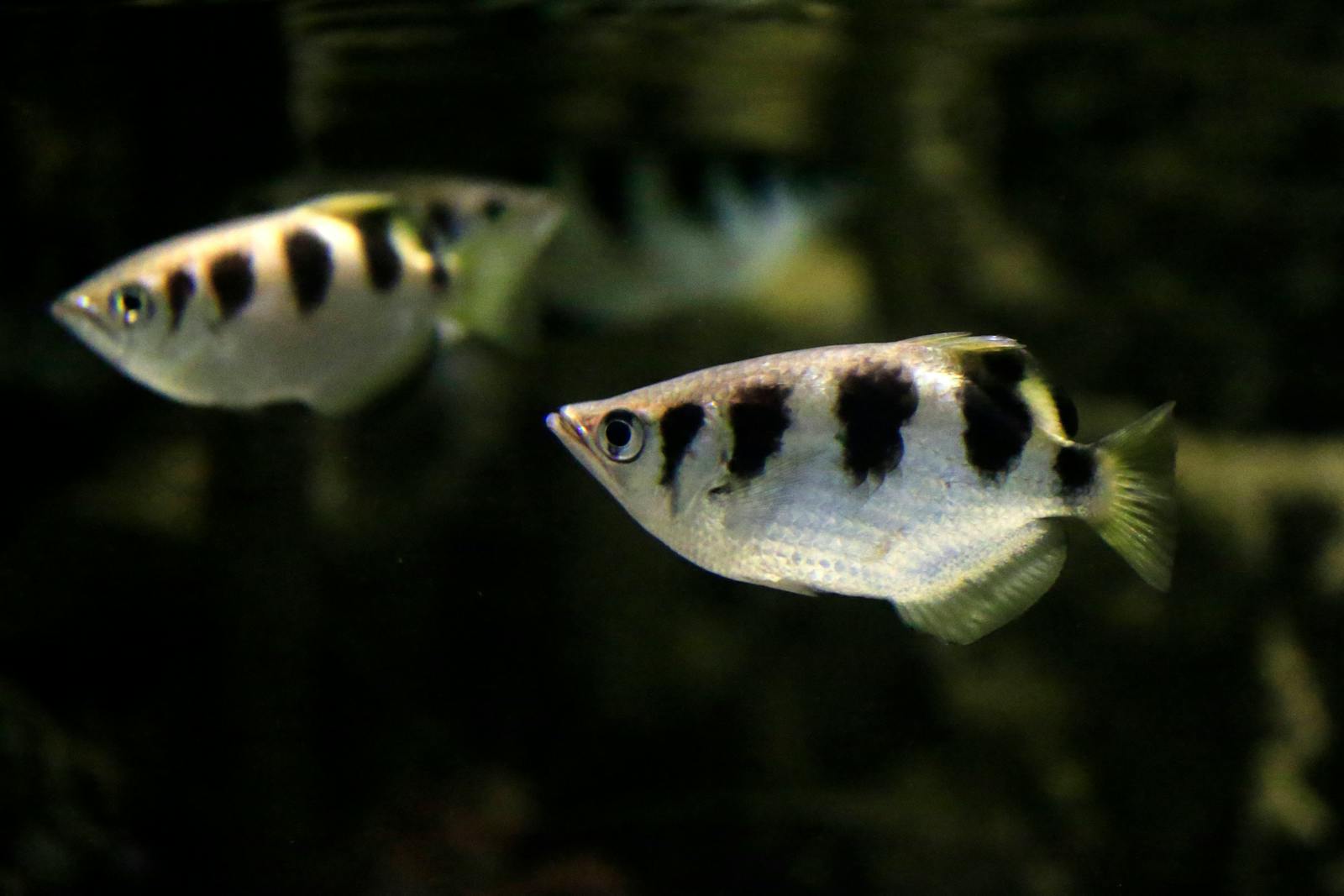 Pesce arciere a pelo dell'acqua