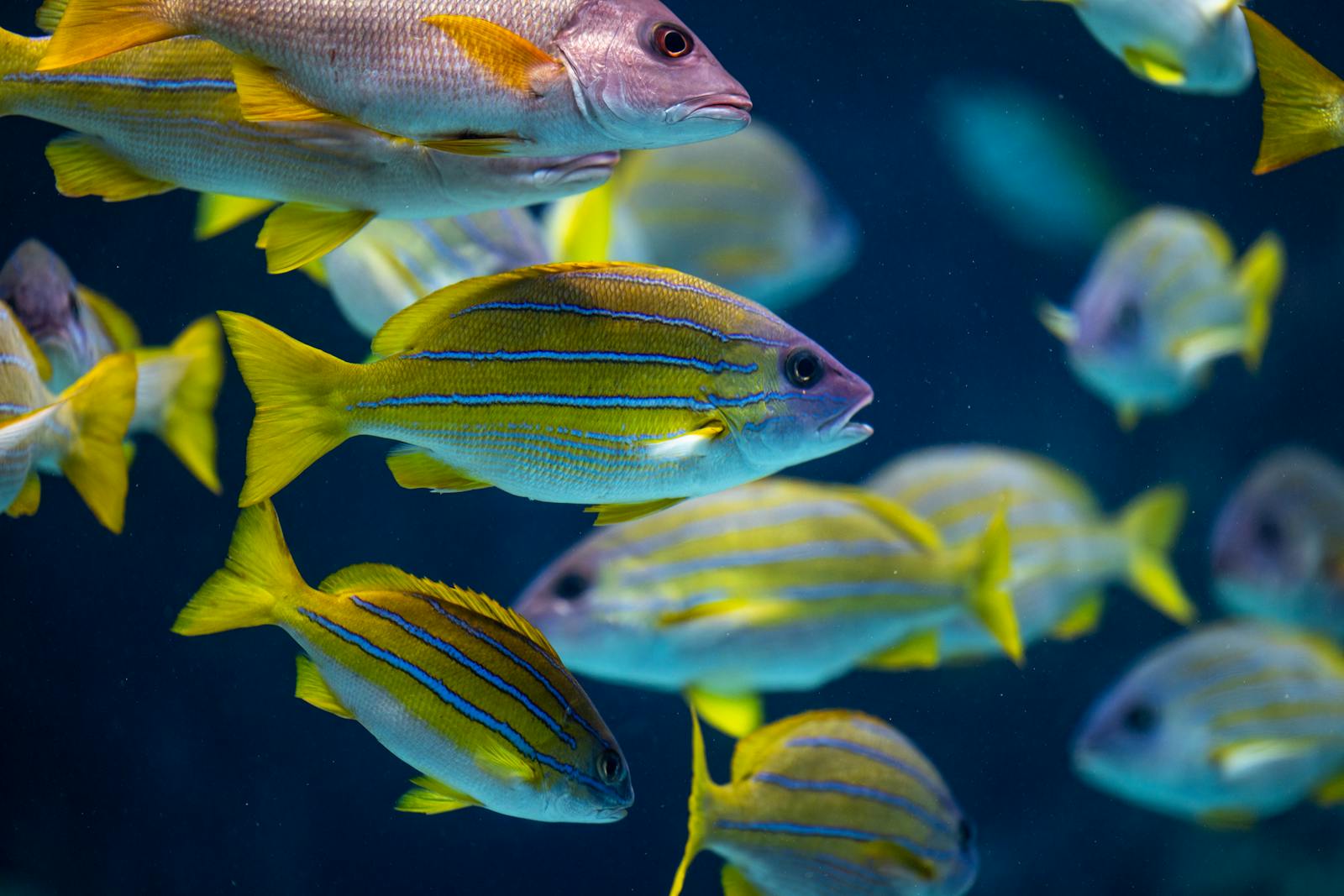 Pesce tropicale in acque chiare