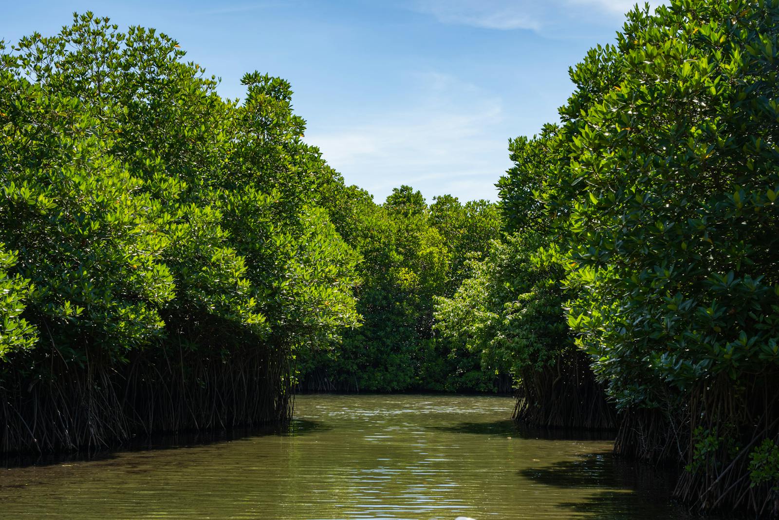 Foresta di mangrovie sul fiume