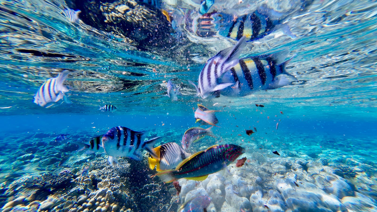 Acqua e vegetazione di un fiume tropicale