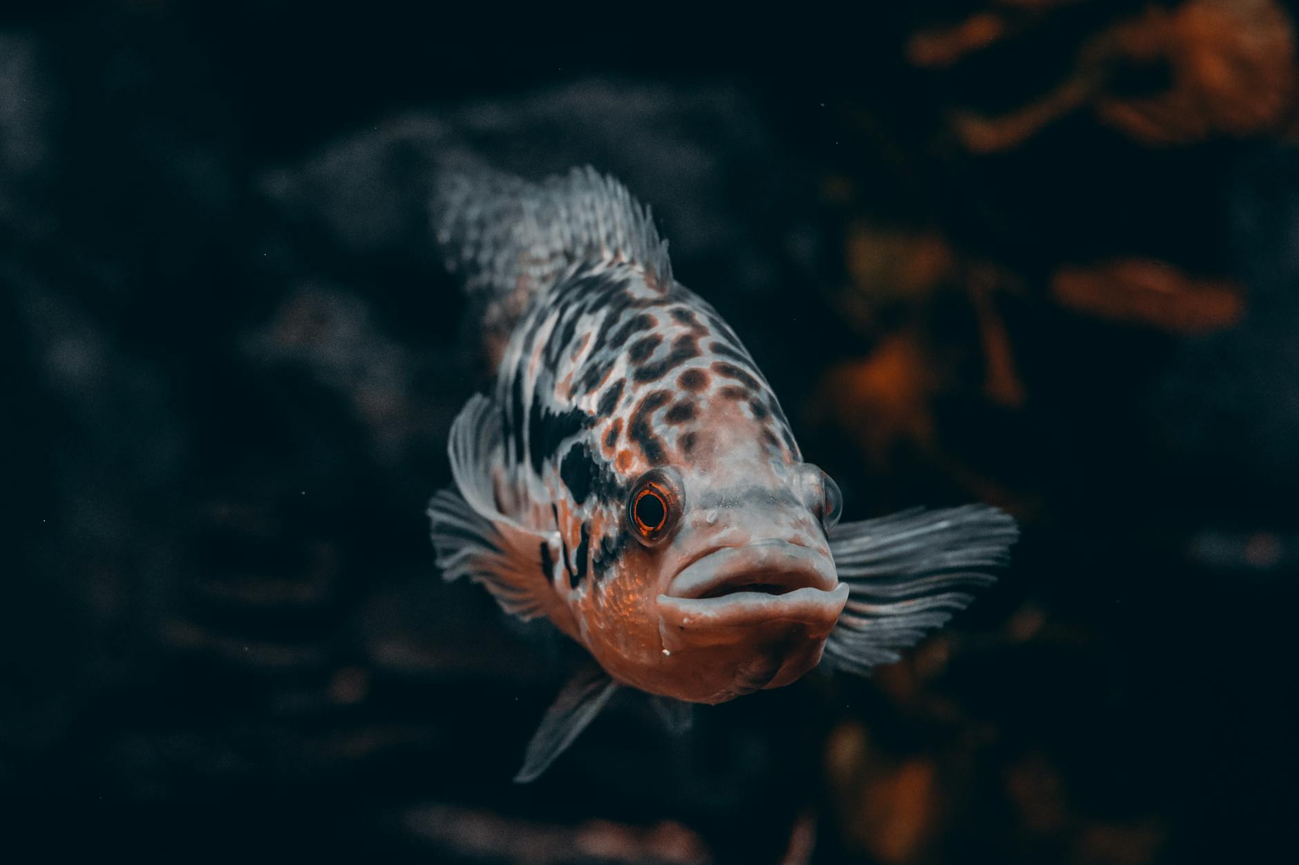 Immagine gratuita di acqua dolce, acquario, acquatico