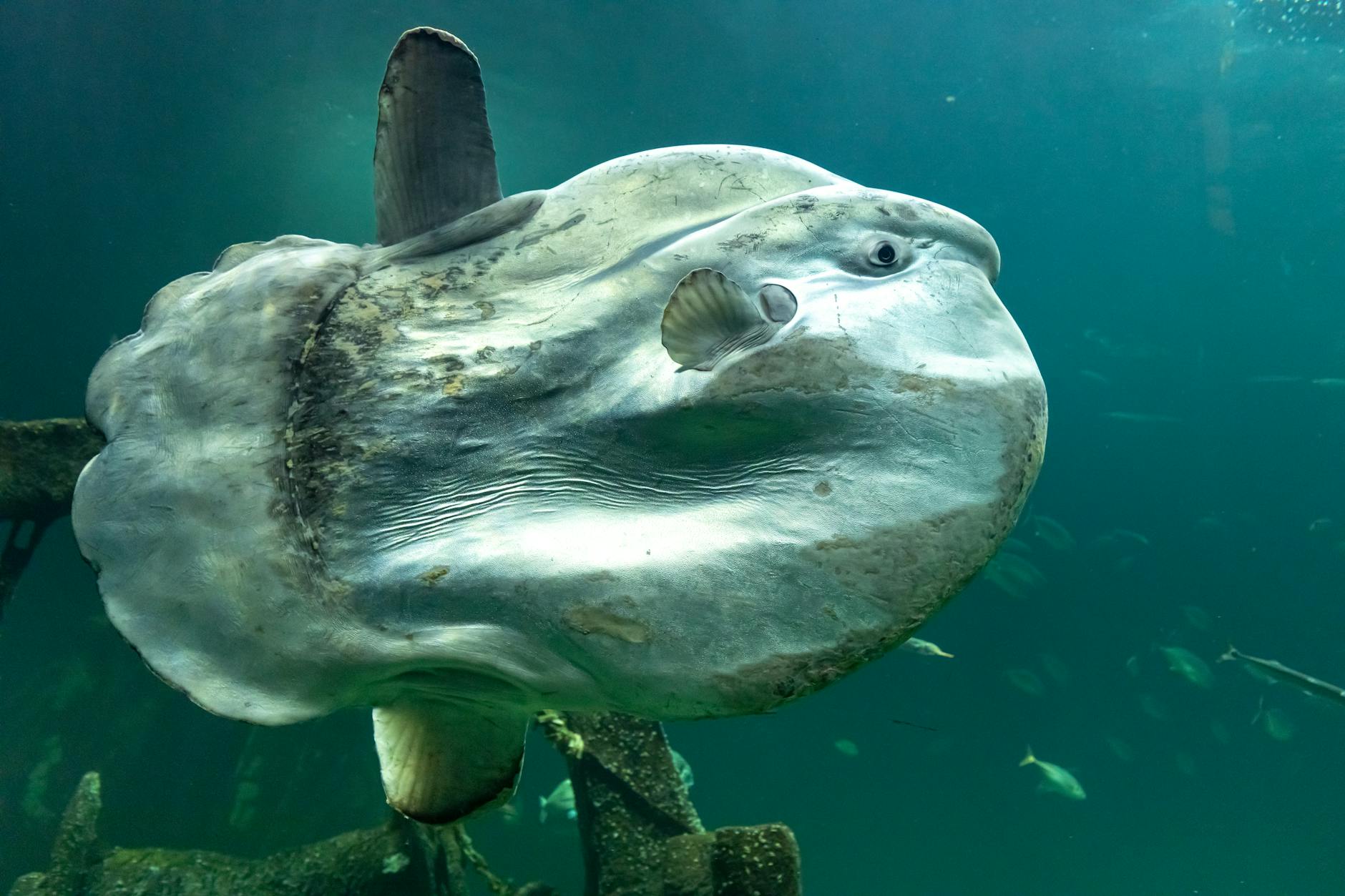 Pesce luna Mola mola che nuota in superficie nell'oceano