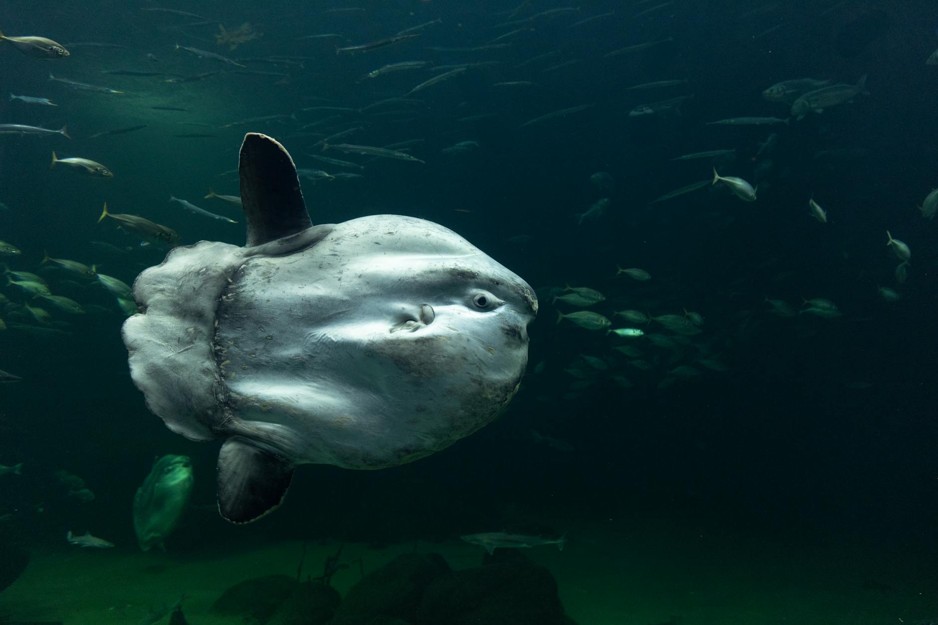 Pesce luna di profilo con pinne visibili