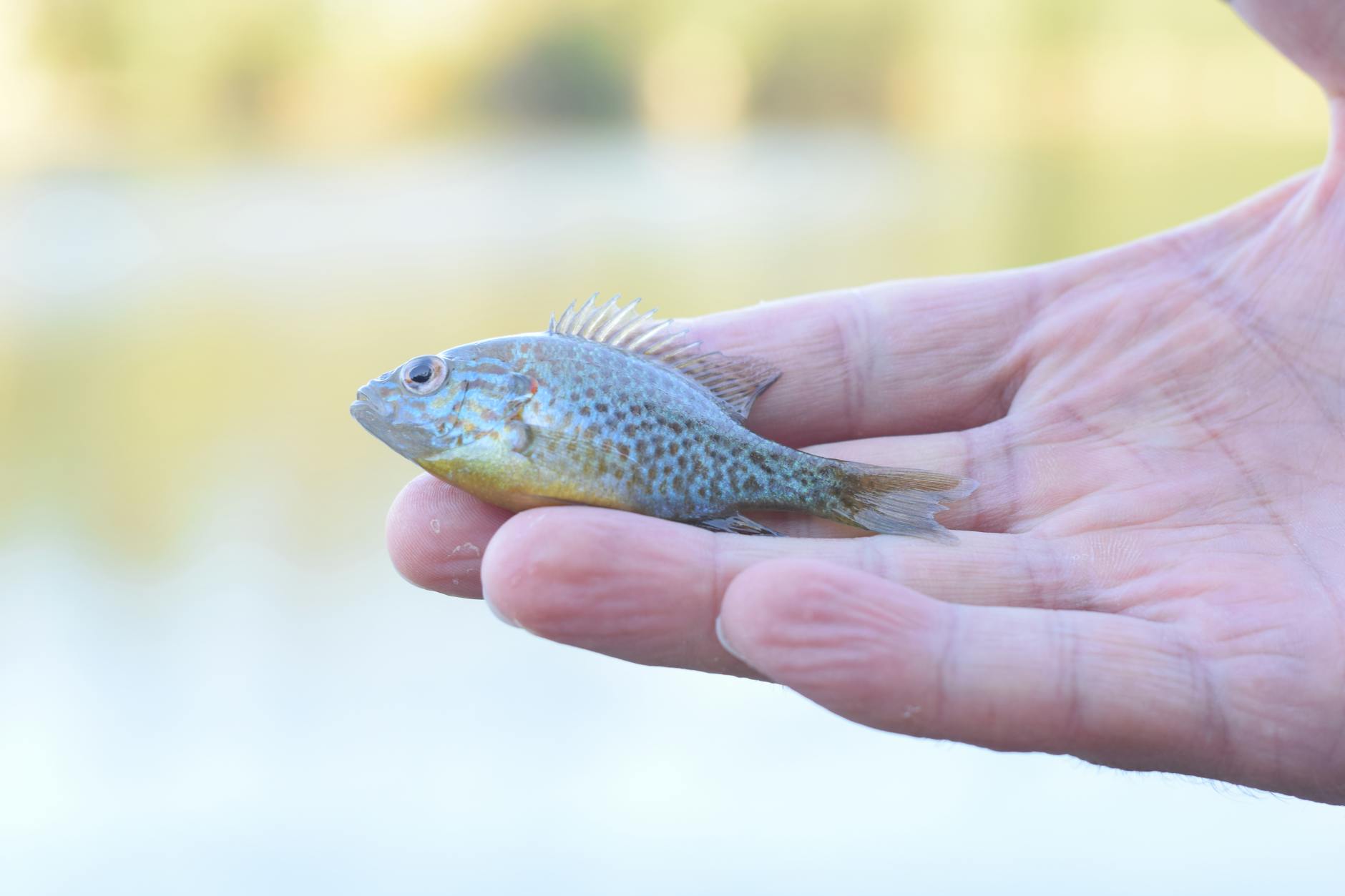Pesce luna fotografato sott'acqua