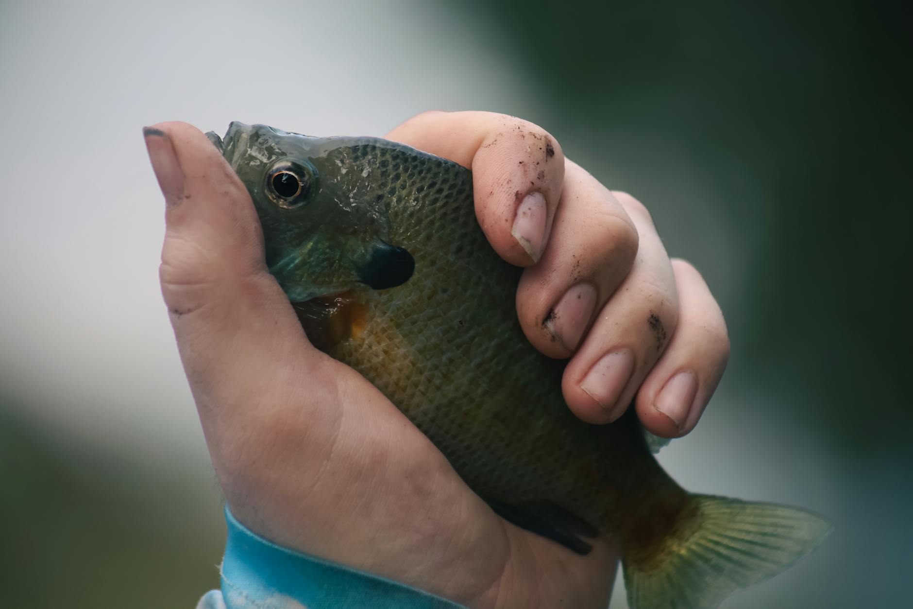 Pesce luna in superficie durante il bagno di sole