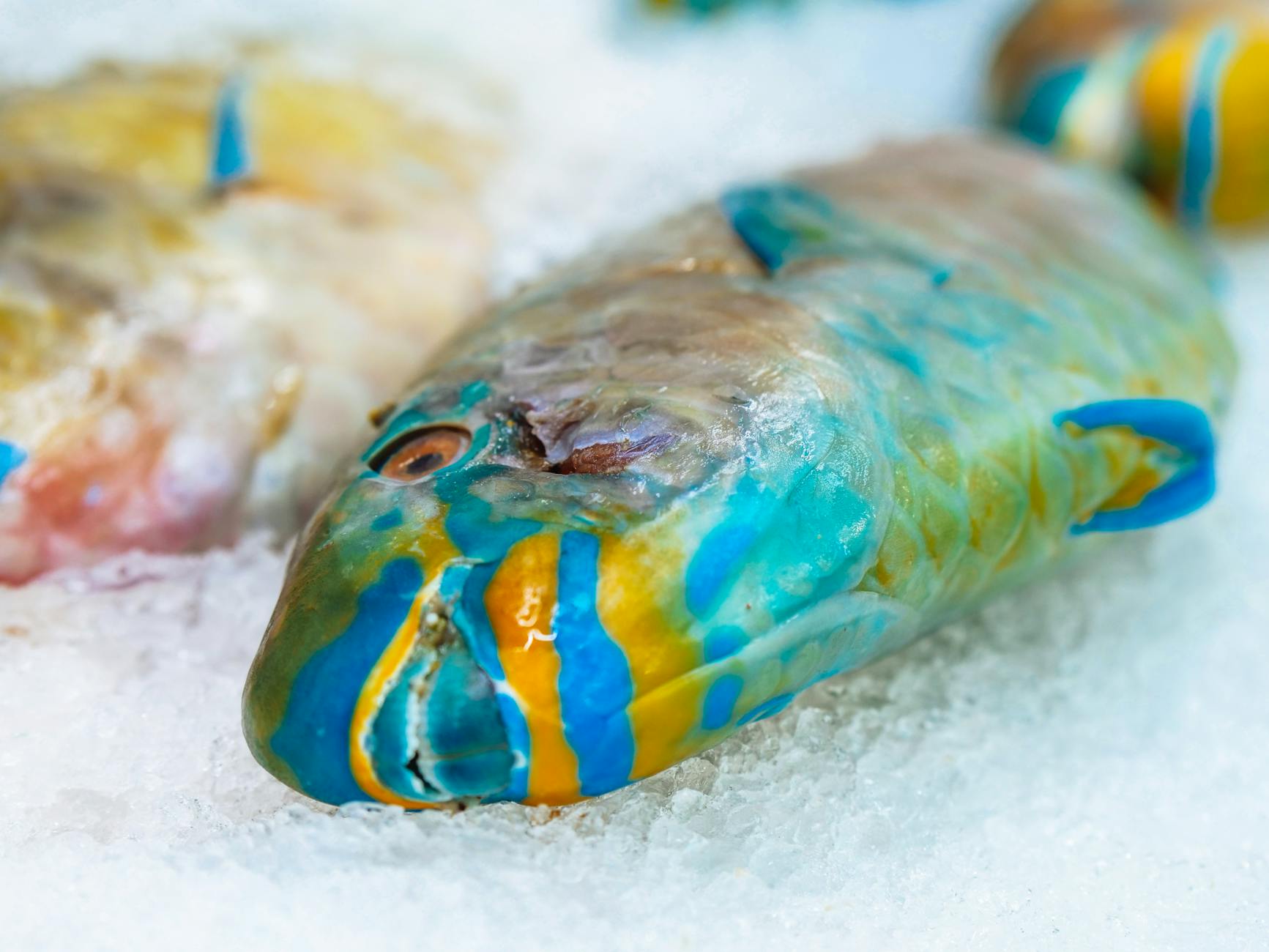 Pesce pappagallo dai colori vivaci tra i coralli