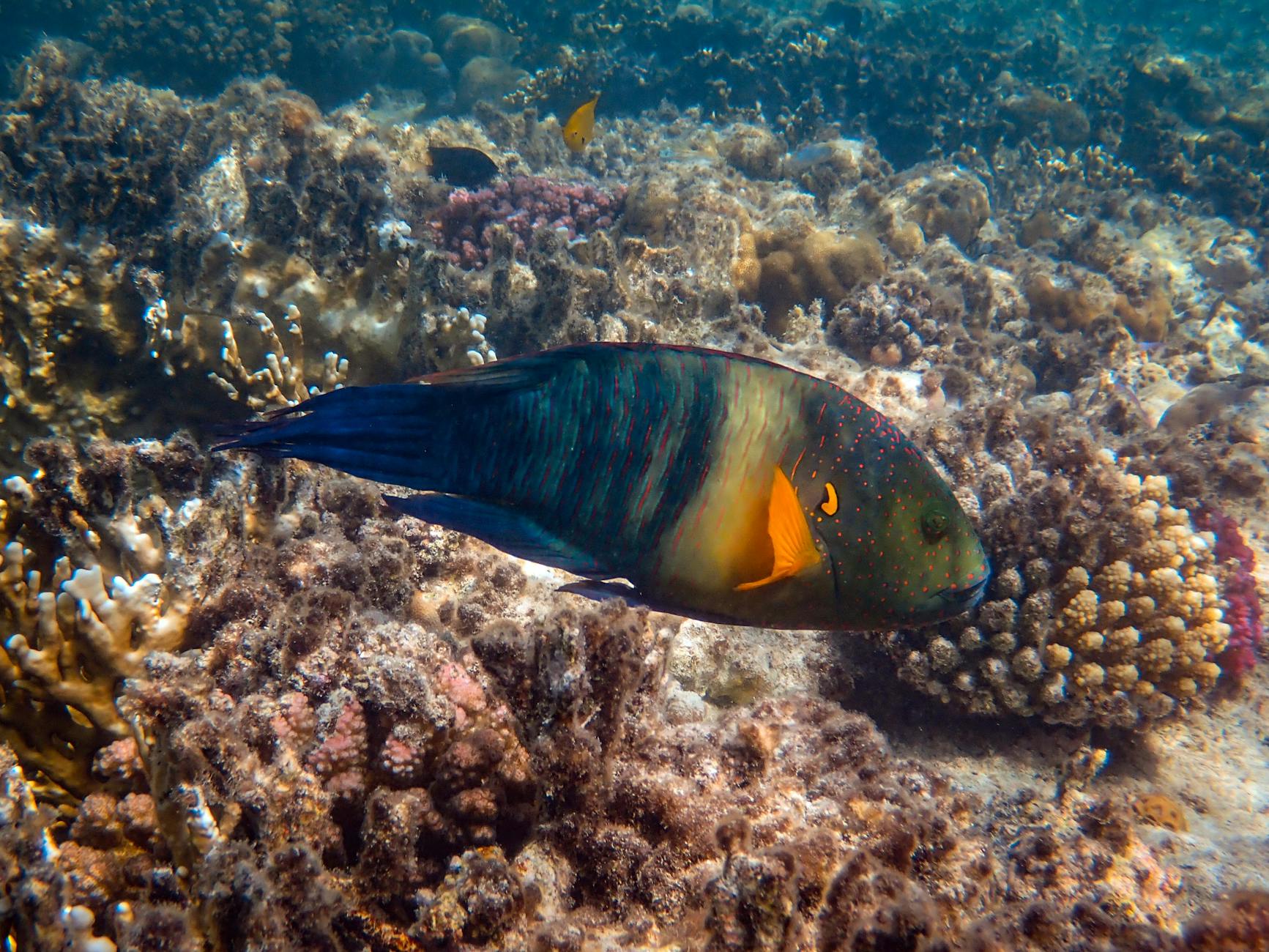 Primo piano del becco del pesce pappagallo