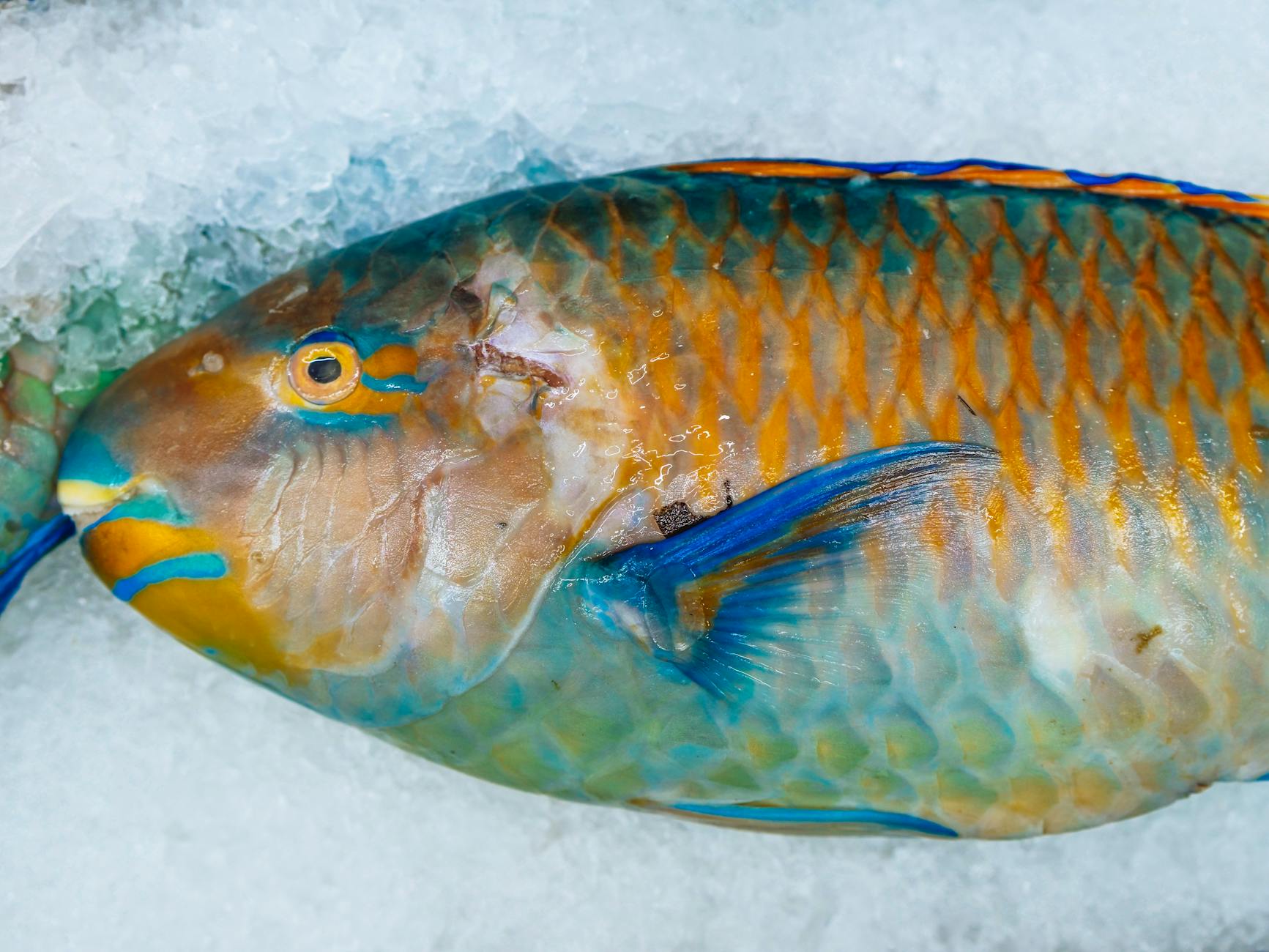 Pesce pappagallo che nuota sopra la barriera corallina