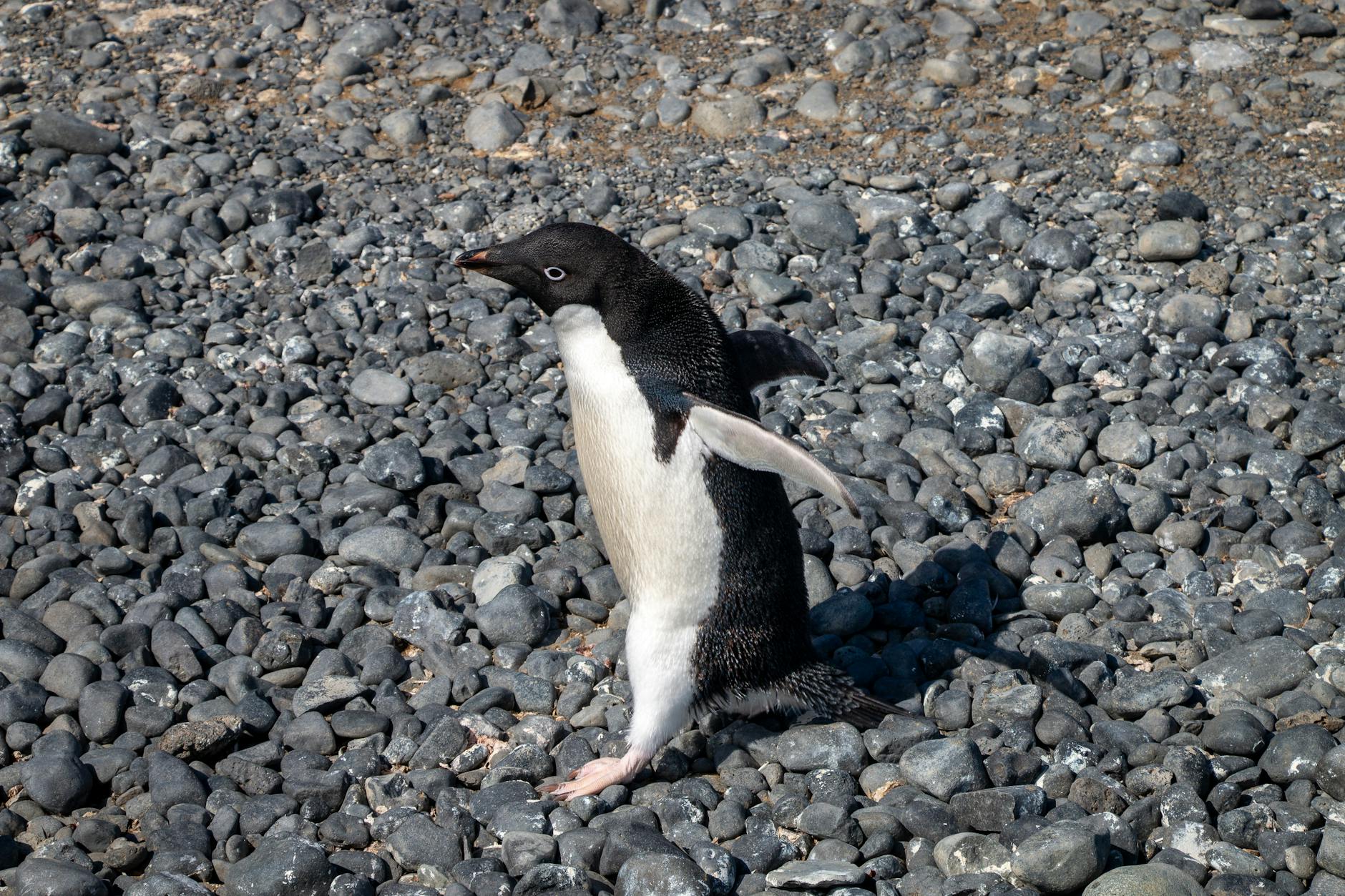 Coppia di pinguini di Adelia su una spiaggia rocciosa antartica