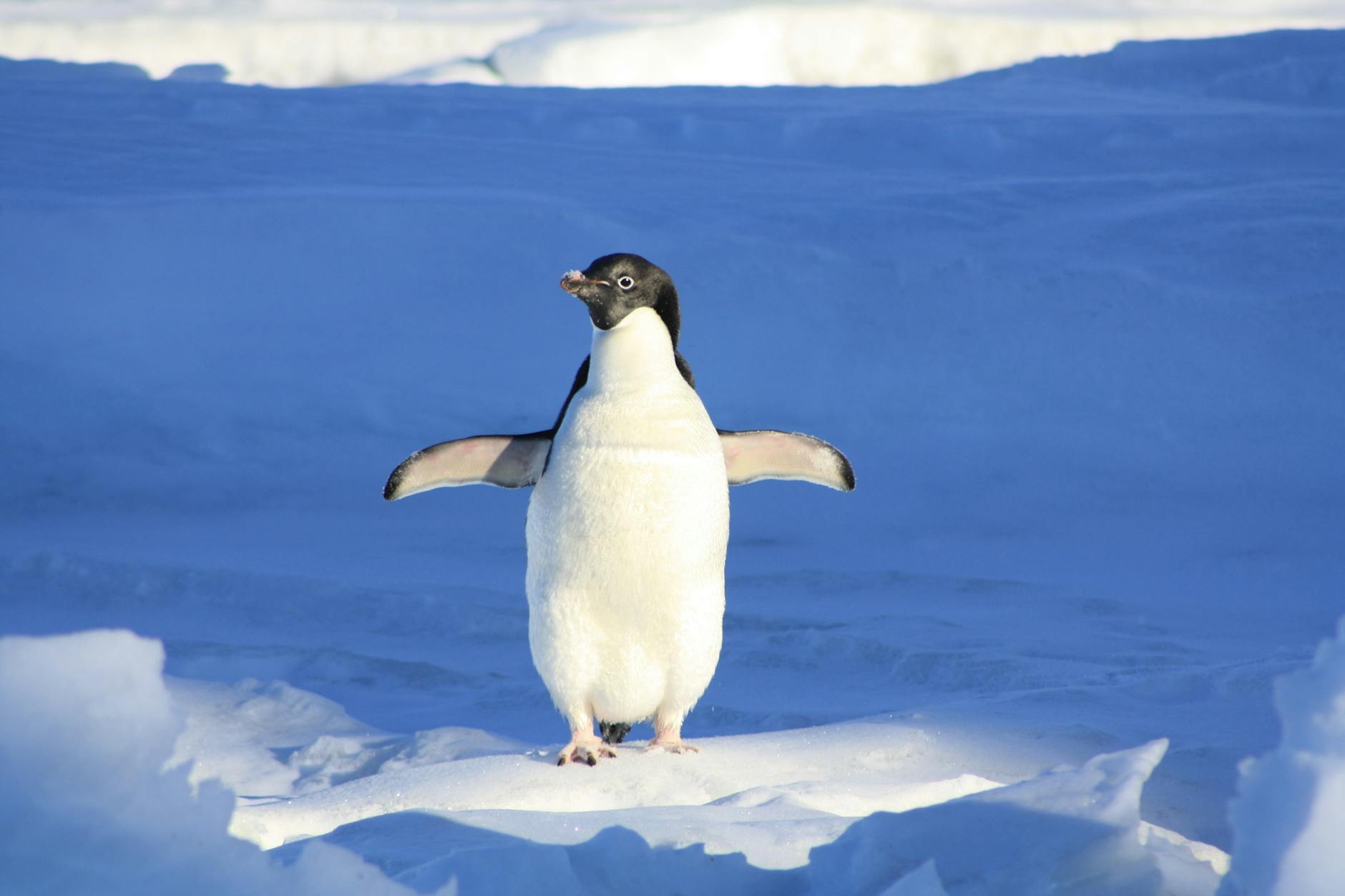 Pinguini di Adelia attorno al nido di sassolini