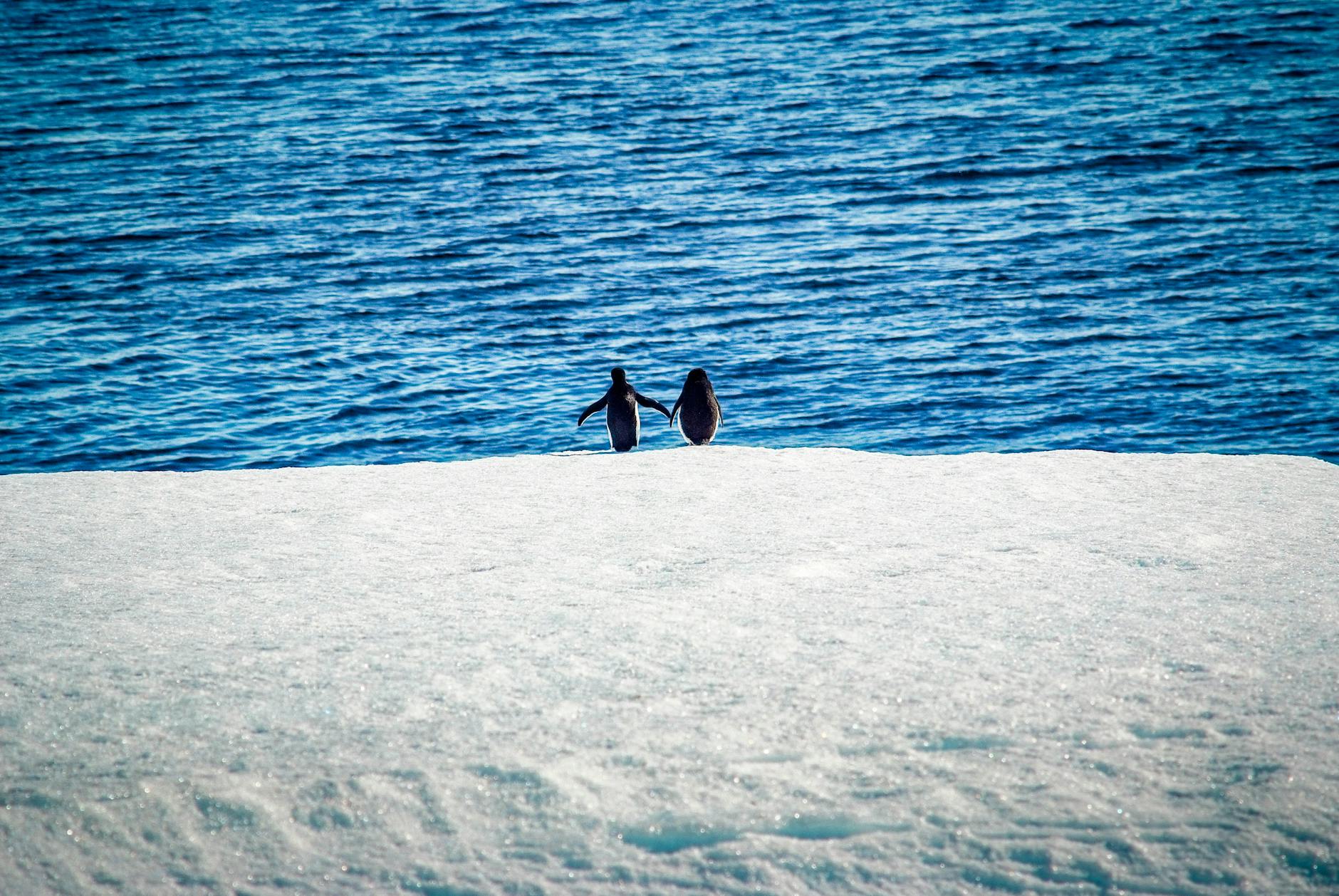Pinguino di Adelia accanto al proprio cumulo di pietre