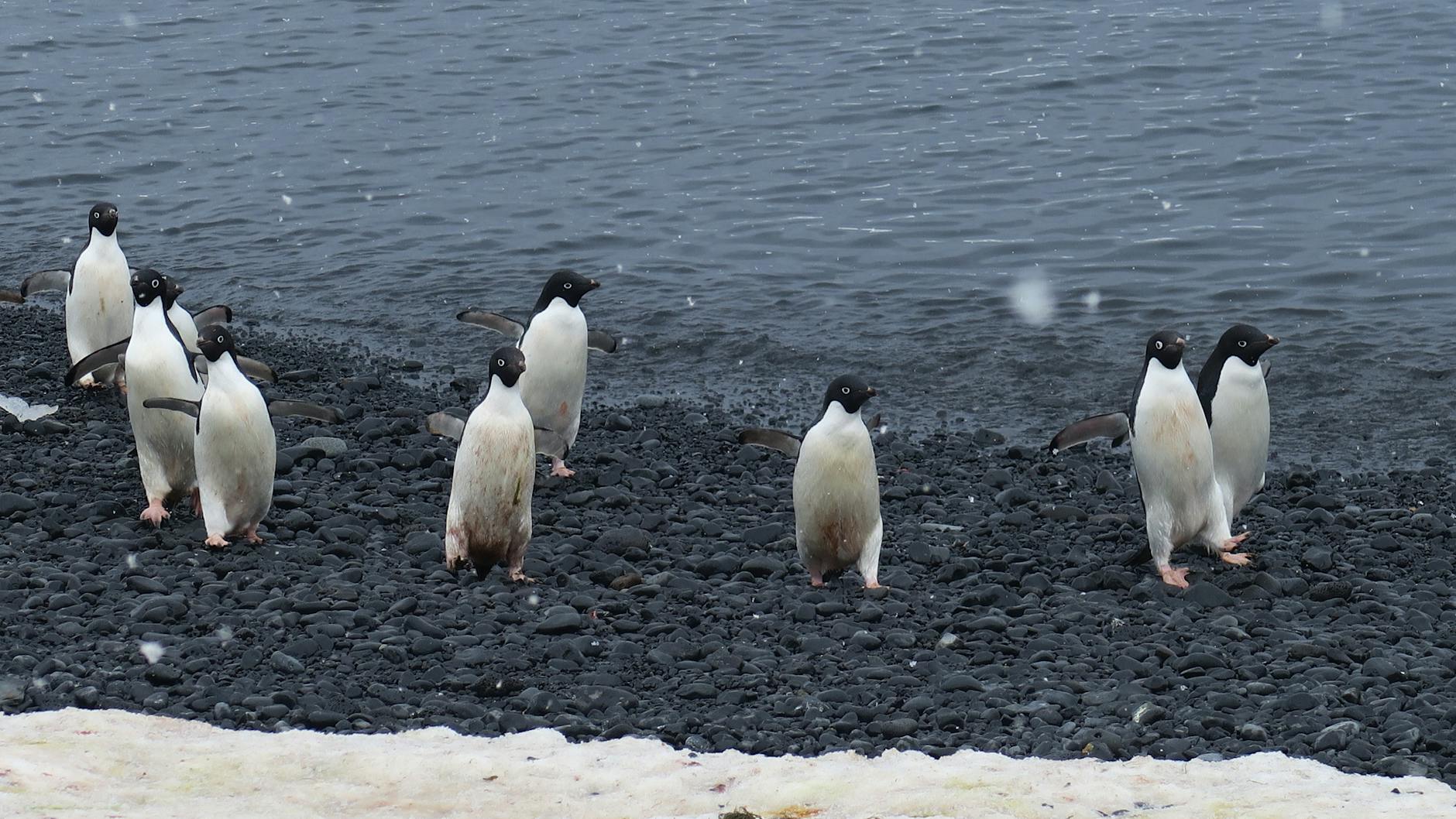 Pinguini di Adelia con pulcino vicino al nido