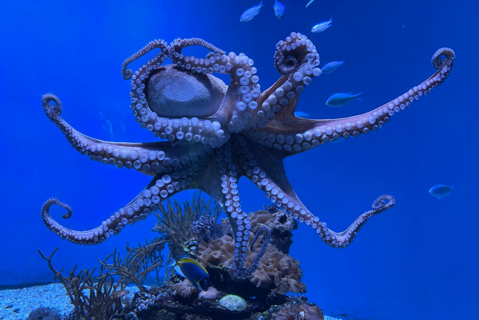 Polpo in acquario che richiama l'anatomia dei cefalopodi