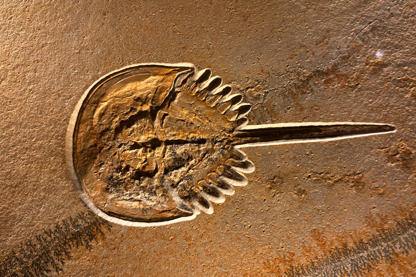 Fossile museale che illustra la conservazione di resti antichi