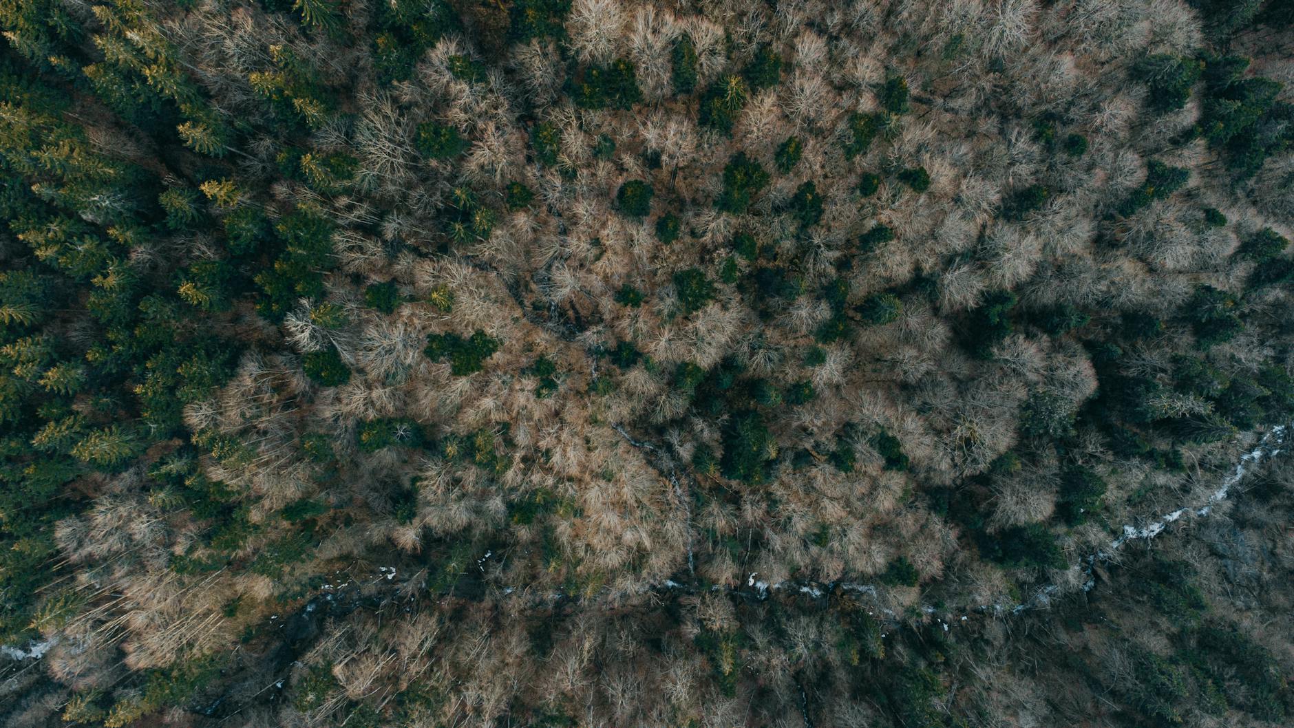 Bosco verde e rigoglioso simbolo della natura da proteggere