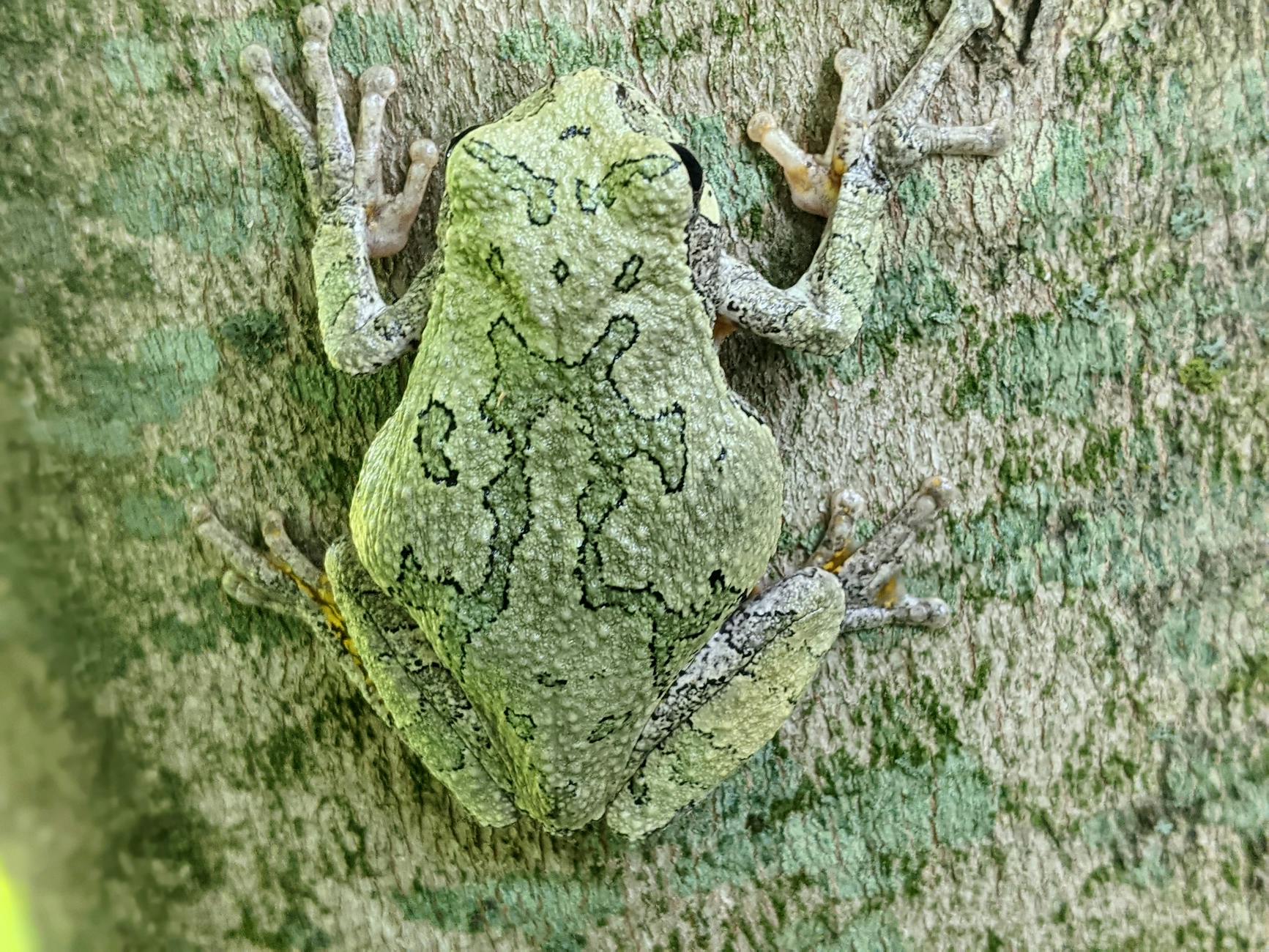 Rana di vetro su una foglia con pelle ventrale trasparente