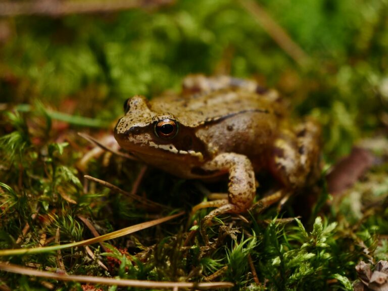 Rana di colore bruno tra la vegetazione, simile alla rana pelosa africana