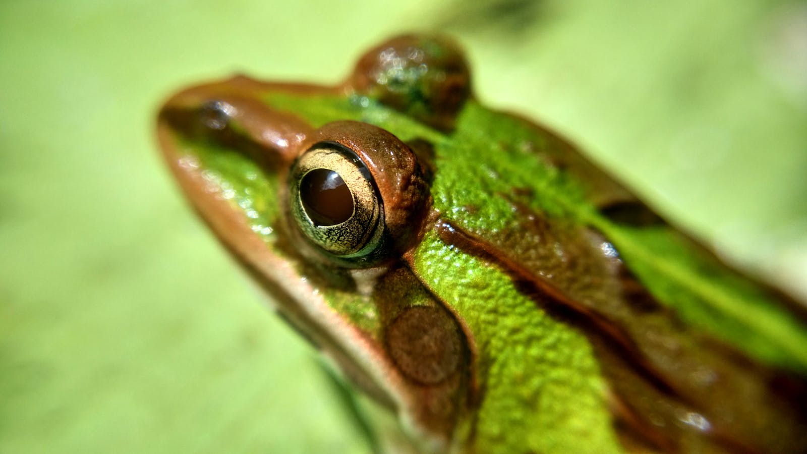 Primo piano della pelle di una rana, con la texture cutanea in dettaglio