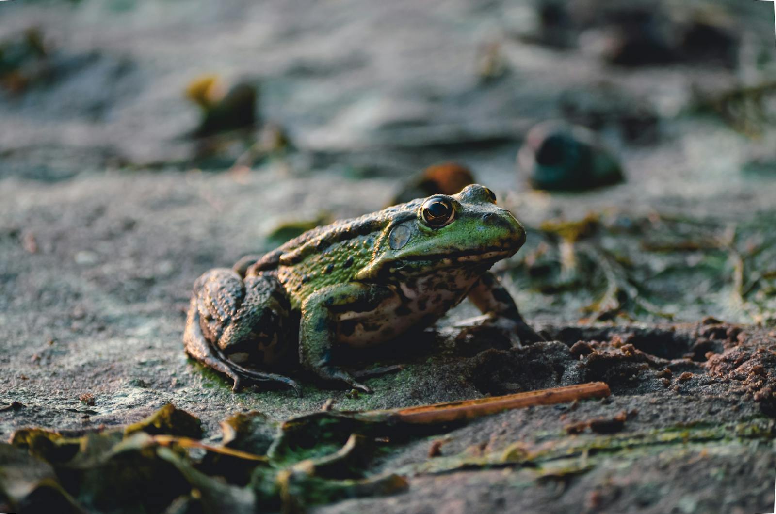 Rana appoggiata al suolo che mostra zampe e dita